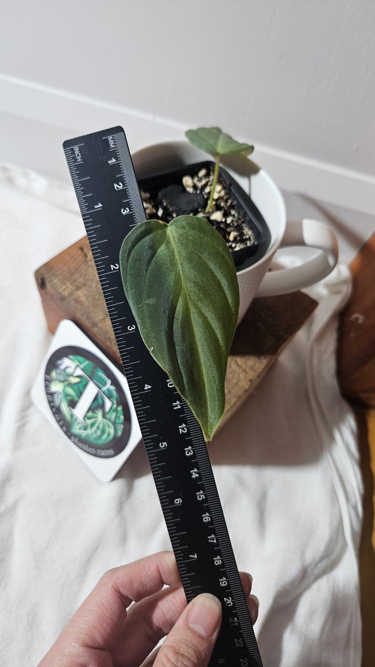 Philodendron Glorious (PHI-637)