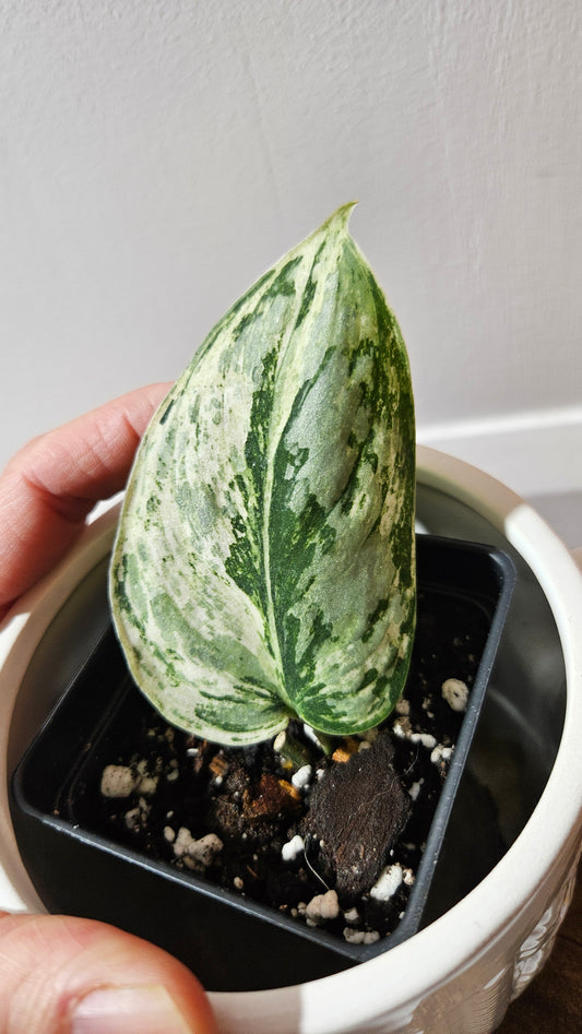 Scindapsus Peasun (SCI-1062)