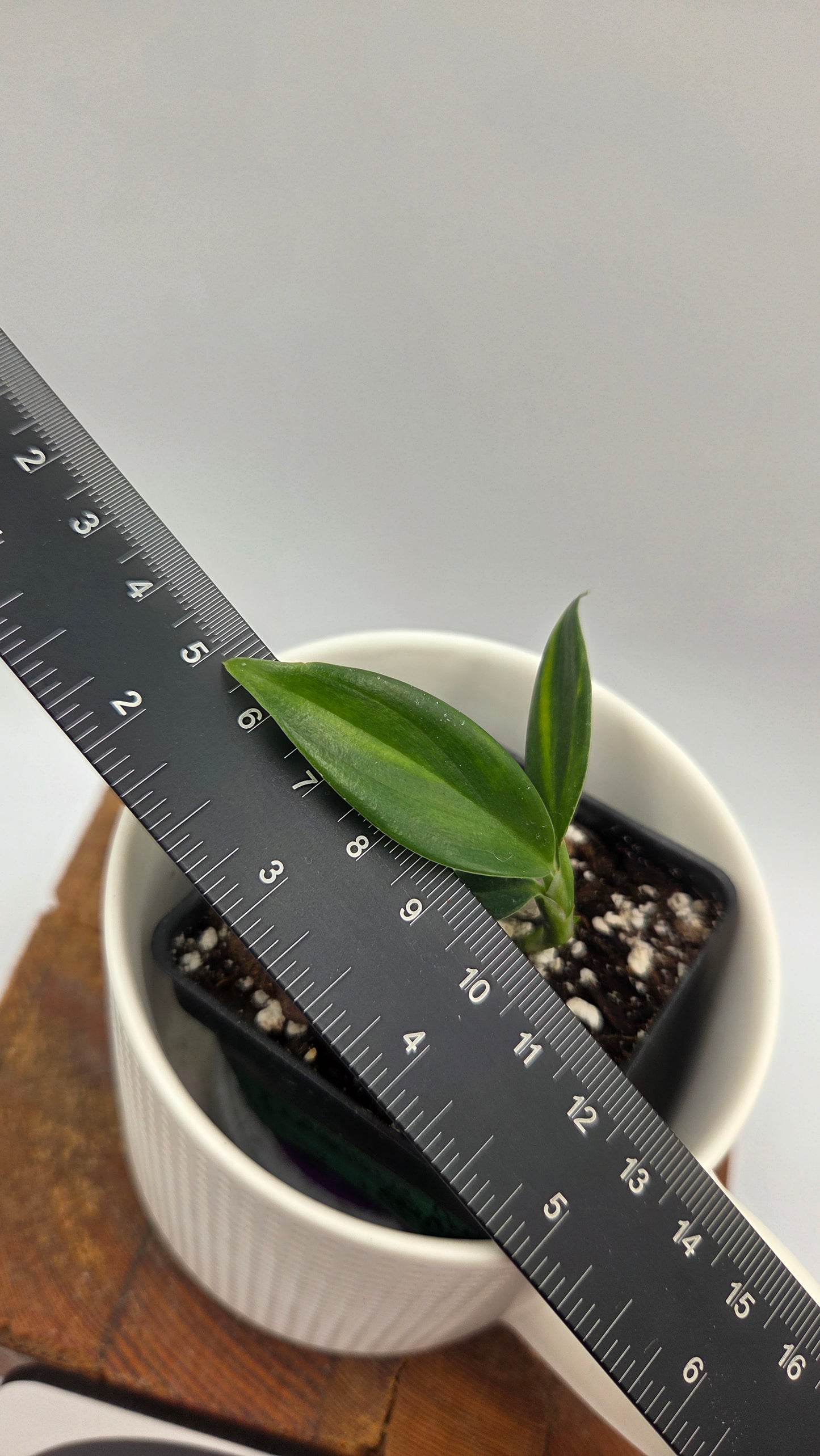 Scindapsus Coriaceus Aurea (SCI-1446)