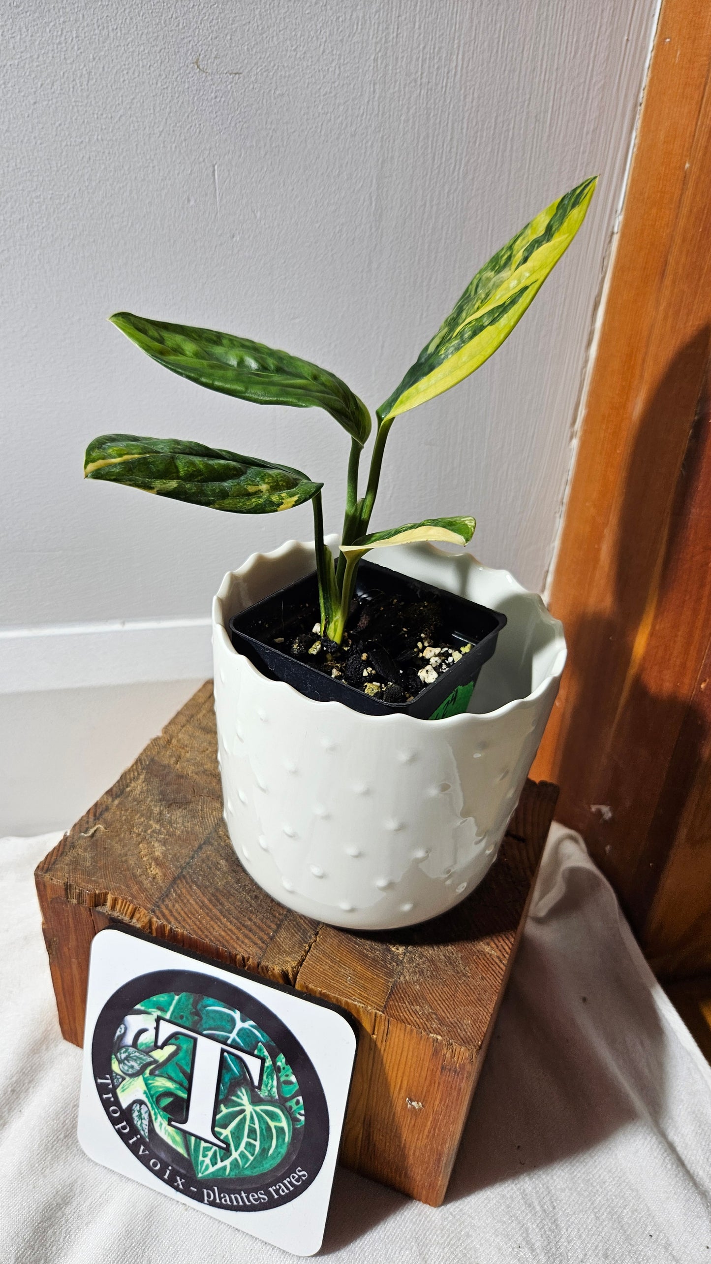 Monstera Karstenianum/Peru Variegata (MON-366)