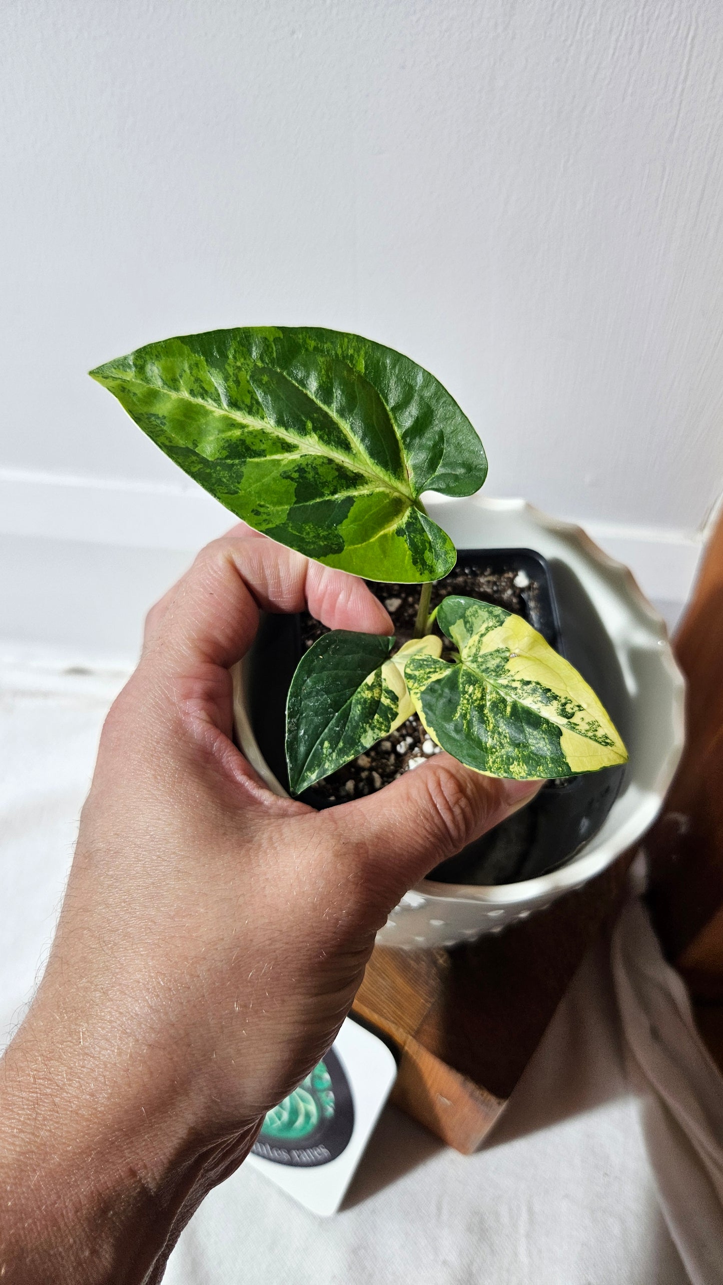 Syngonium Aurea (SYN-444)