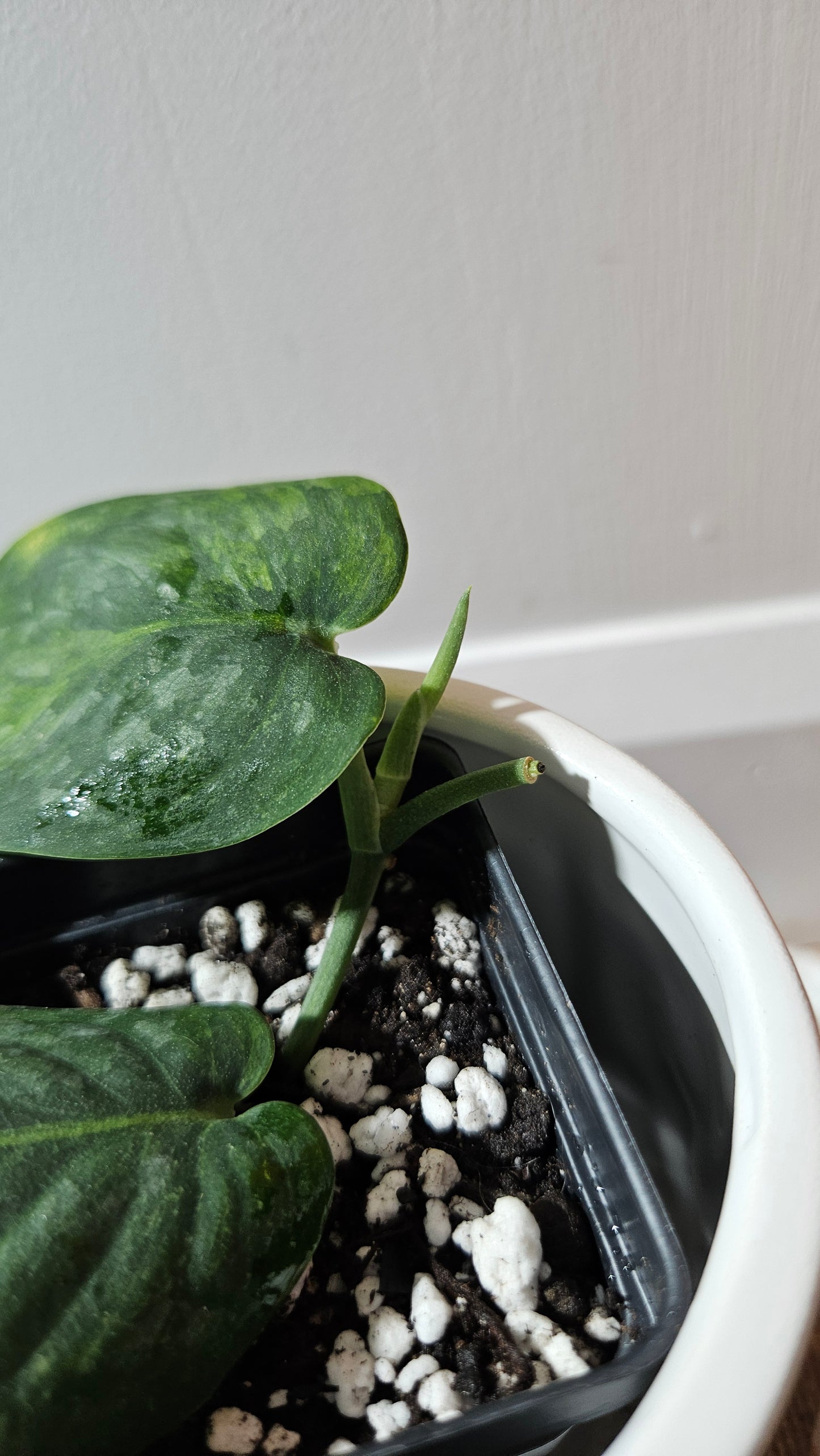 Scindapsus Green Dragon Variegata (SCI-1172)