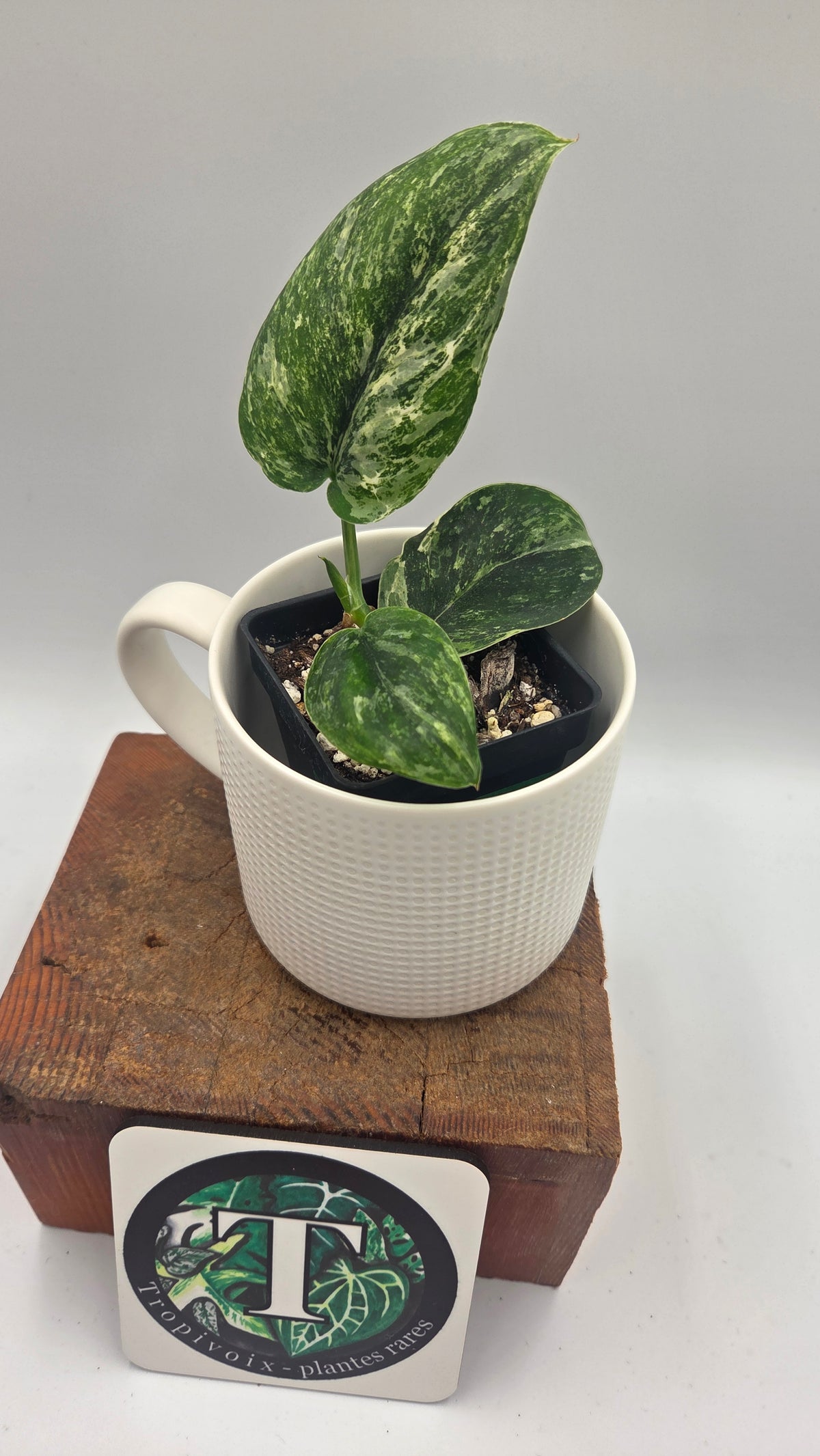 Scindapsus Dark satin Tricolore (SCI-1520)