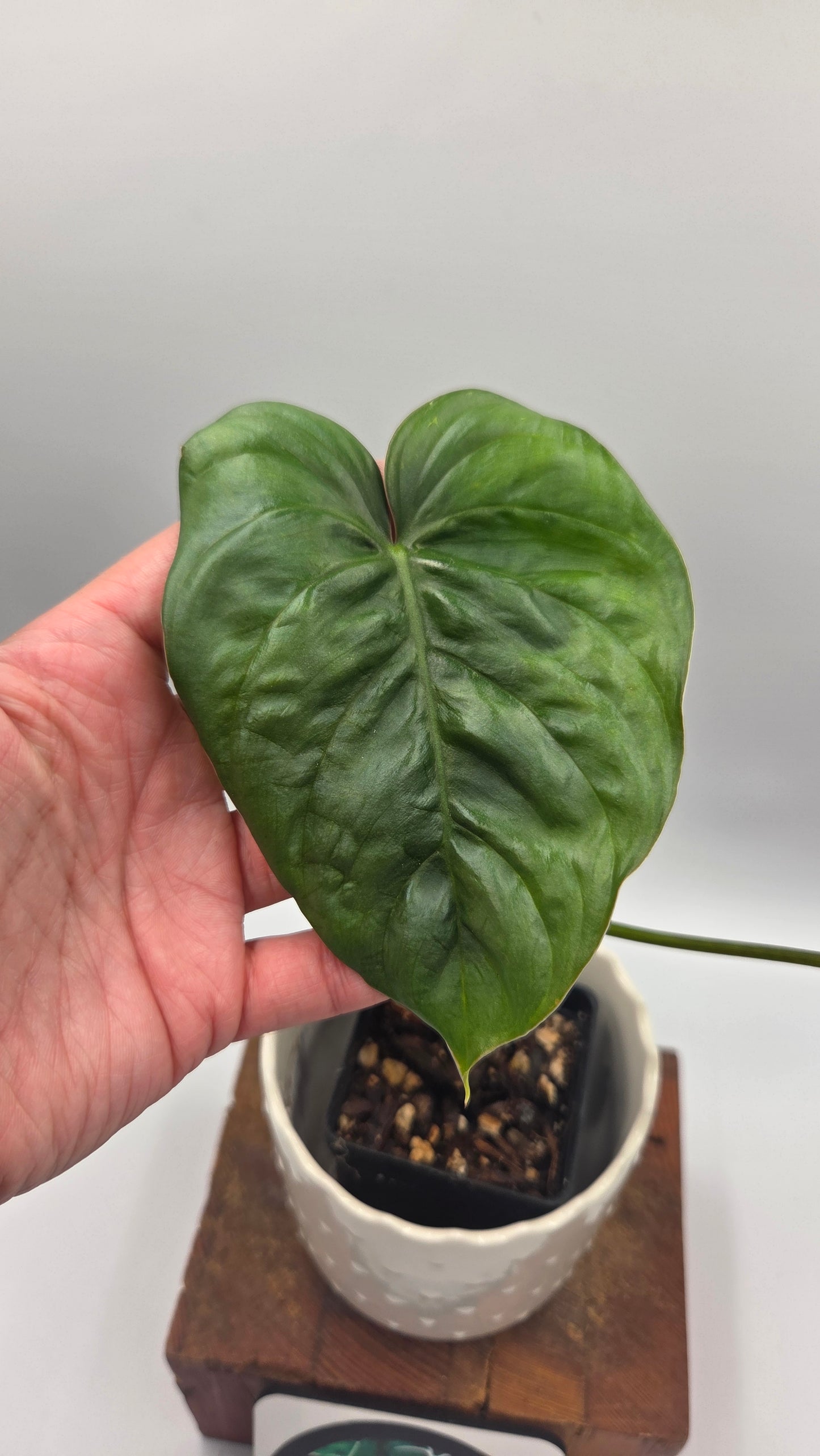 Philodendron Aff Colombia (PHI-640)