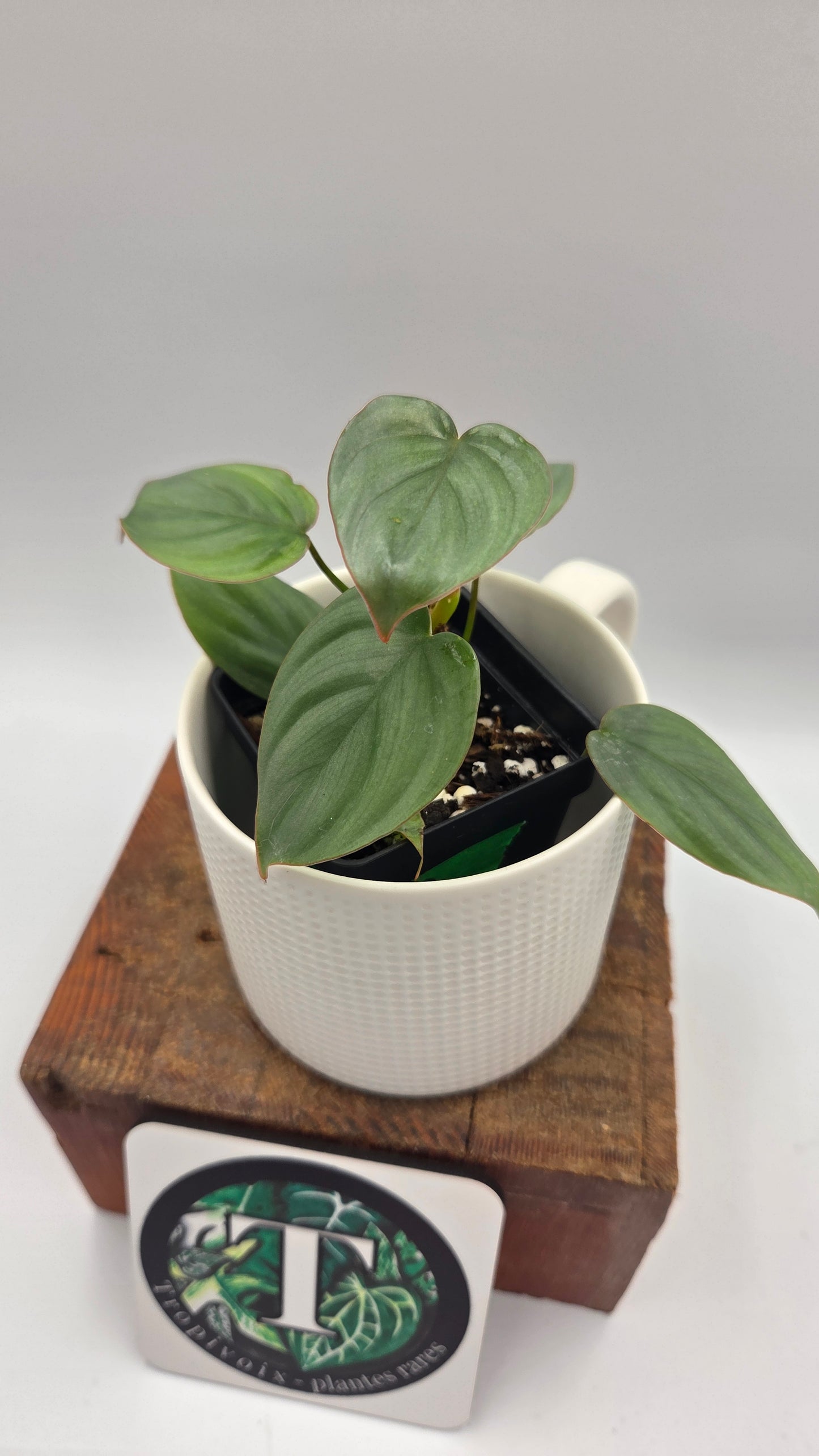 Philodendron Pastazanum Aff Silver (PHI-1072)