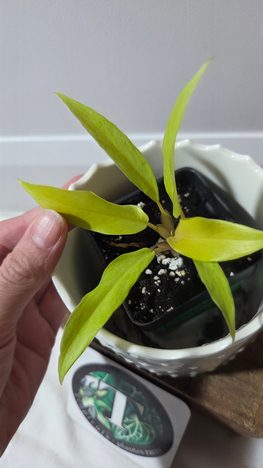 Philodendron Thai Sunrise (PHI-968)
