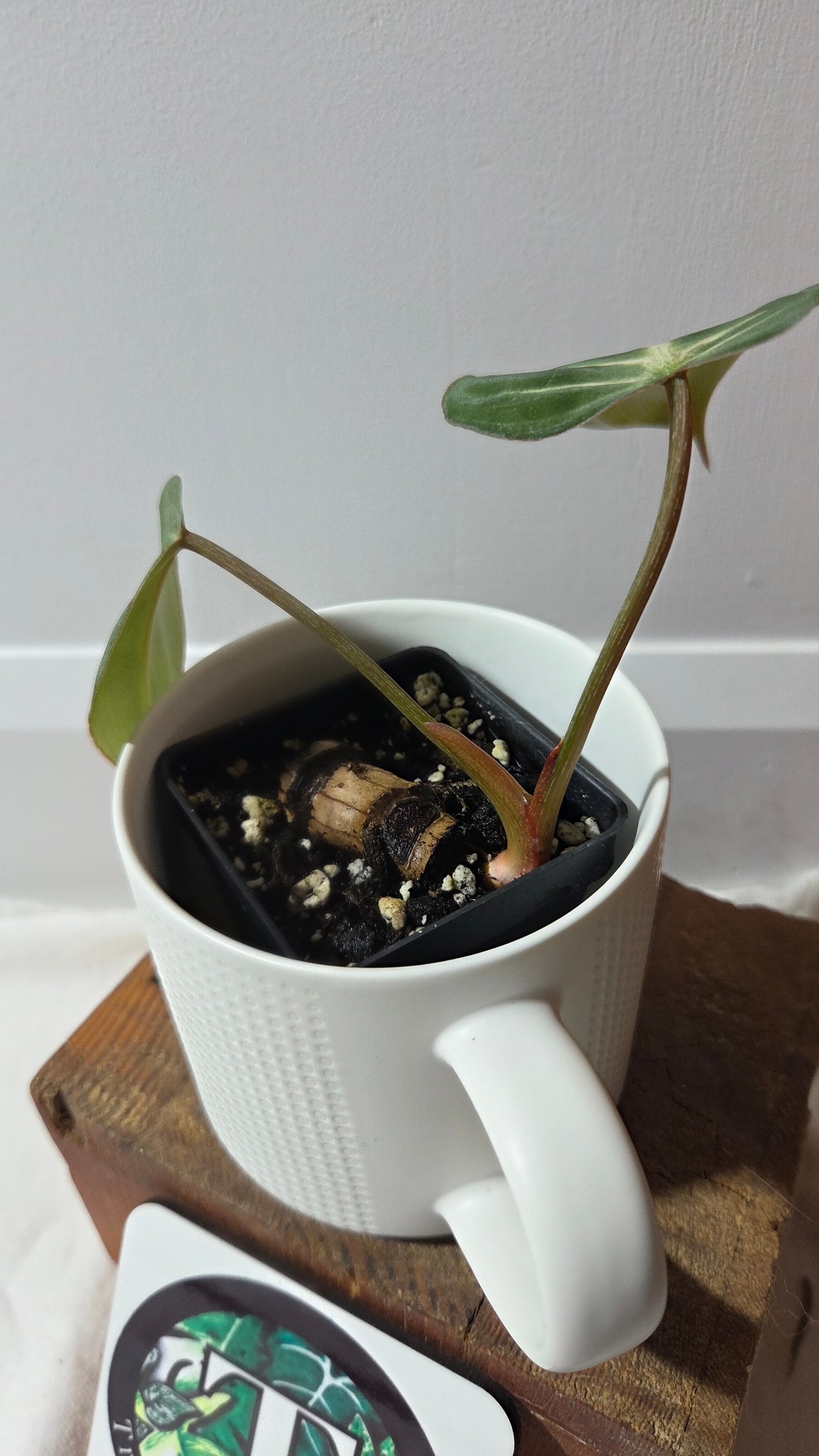 Philodendron Gloriosum Pink (PHI-998)