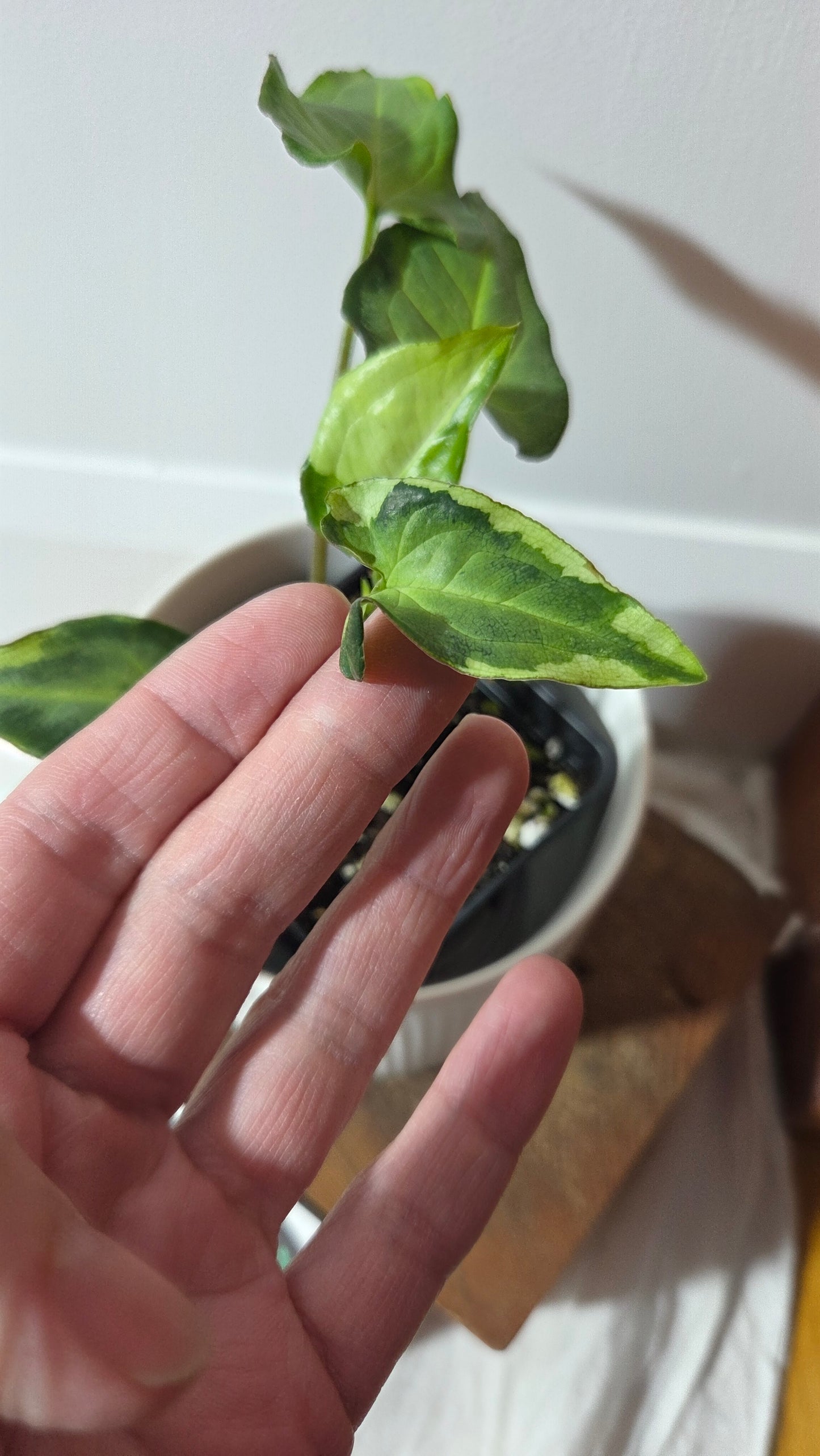 Syngonium Three kings (SYN-491)