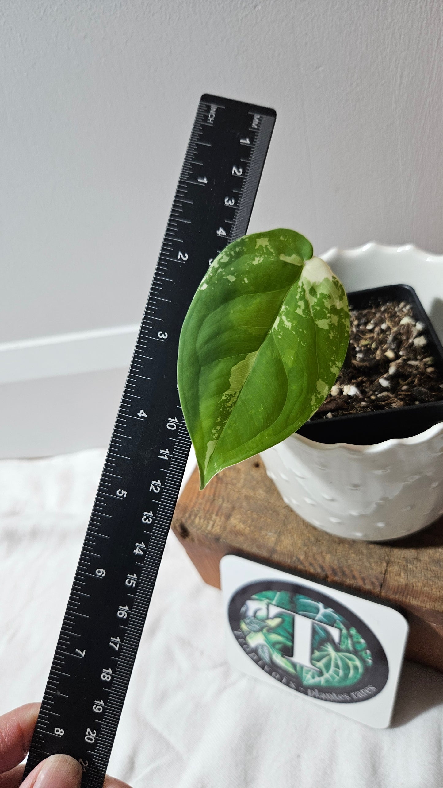 Syngonium Chiapense Albo (SYN-456)