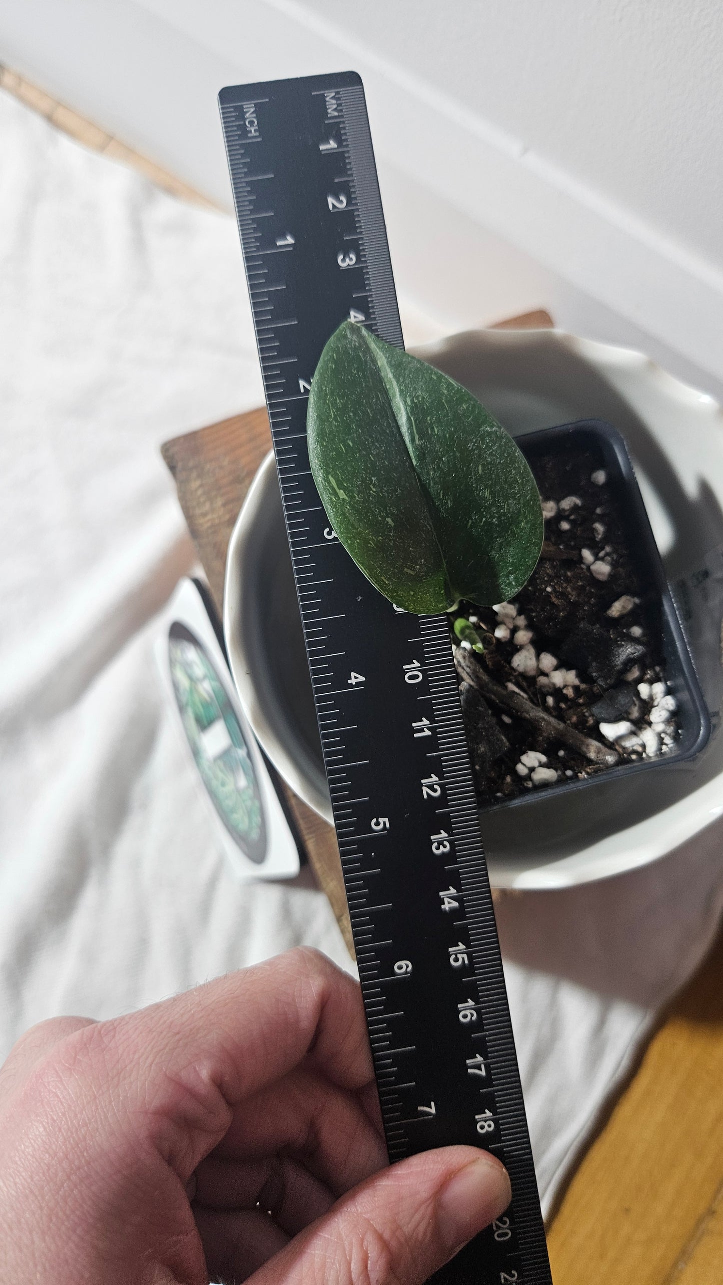 Scindapsus Treubii Galaxy (SCI-934)