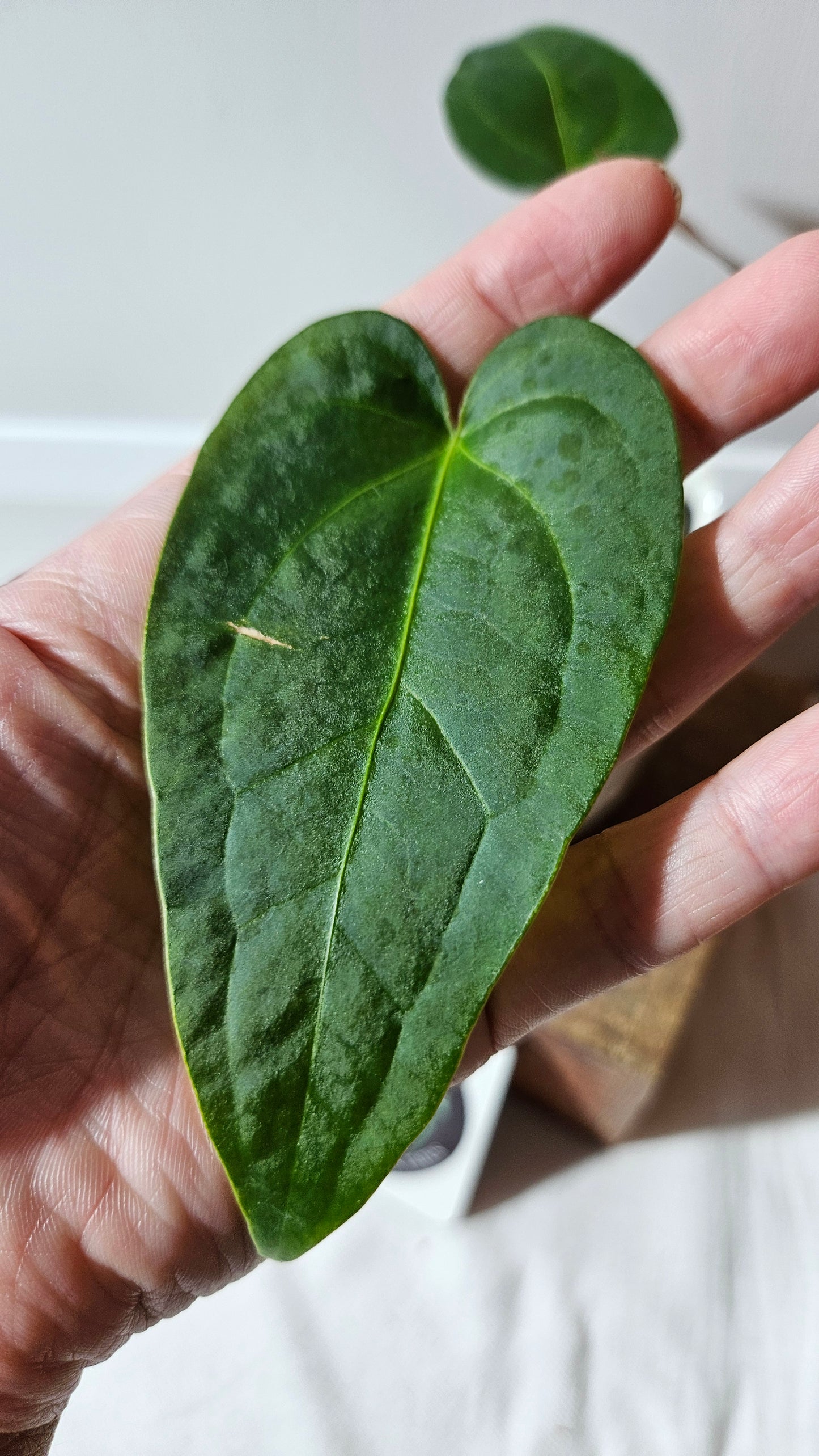 Anthurium Magnificum X Napo "format PETIT" (ANT-560)