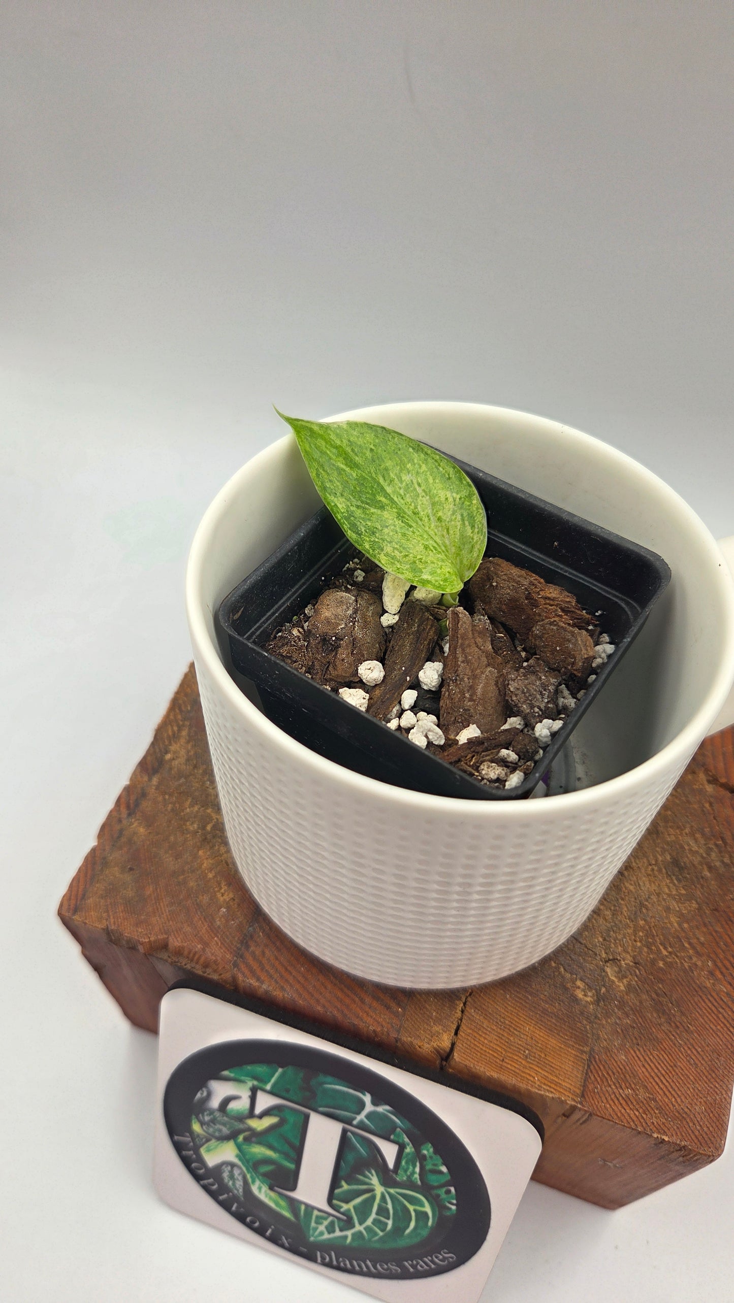 Scindapsus Perlas (SCI-1226)