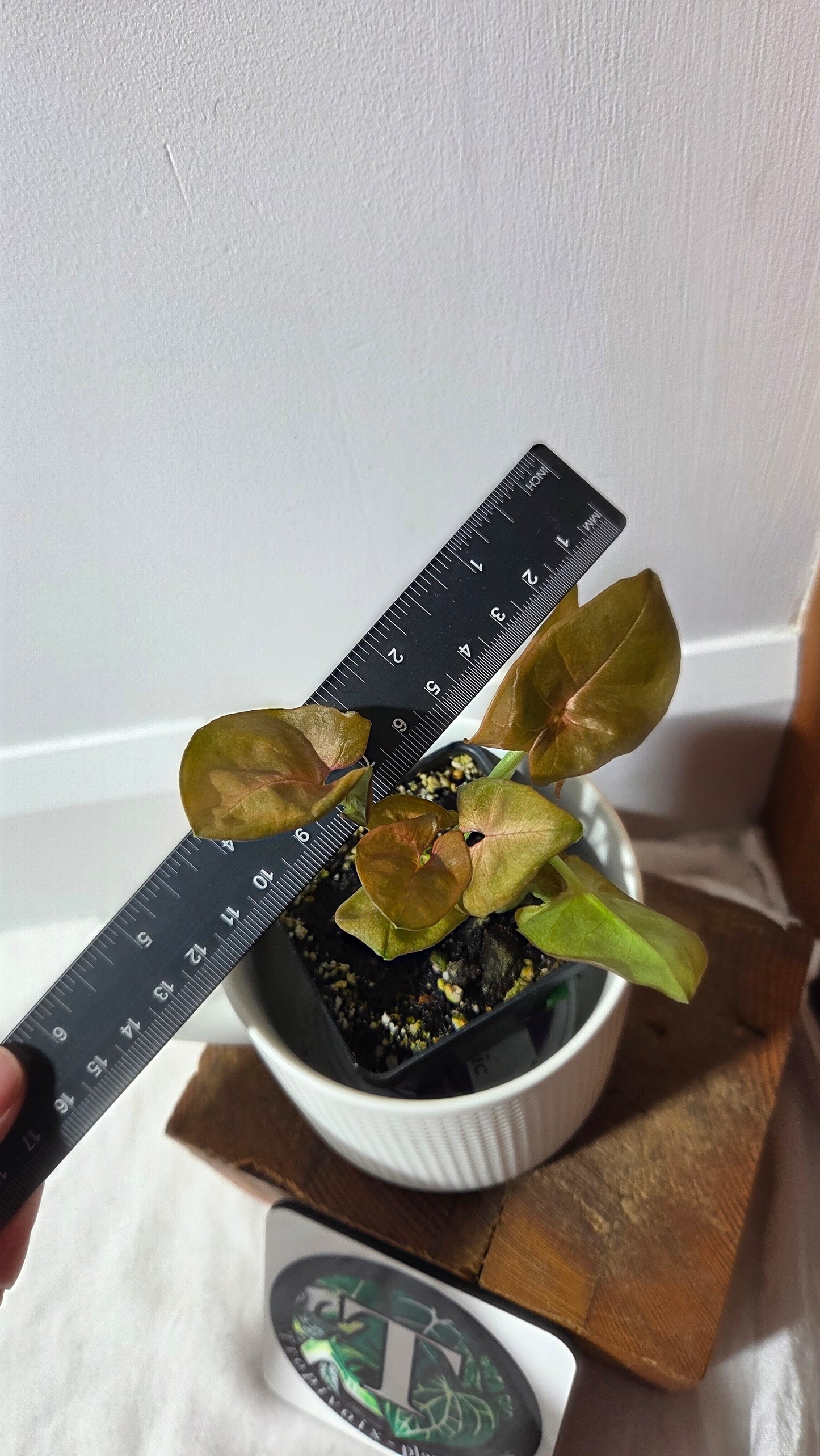 Syngonium Pink Neon Robusta (SYN-489)