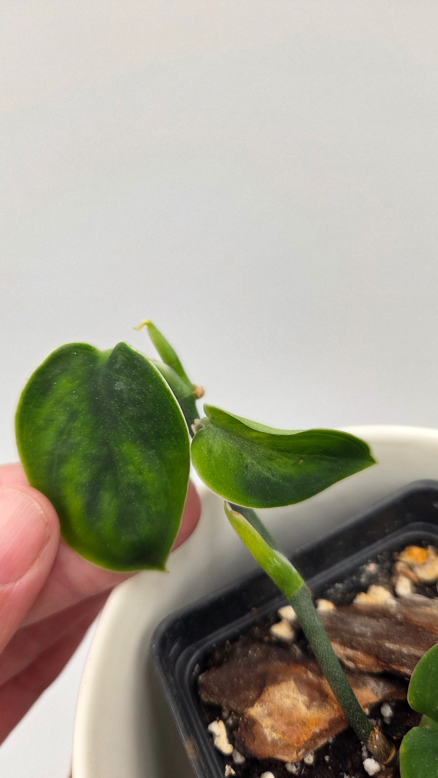 Scindapsus Blurik (SCI-1295)