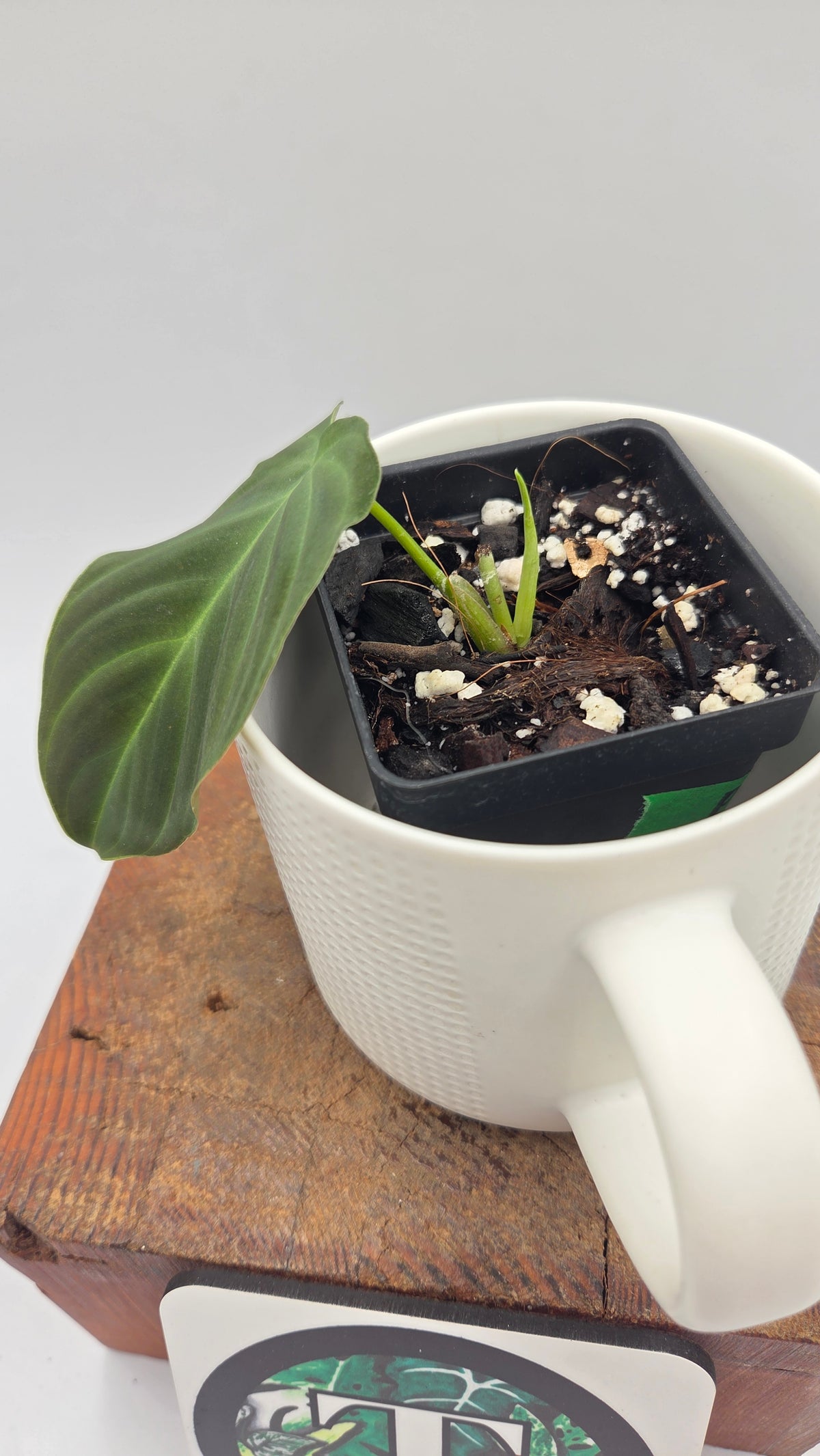 Philodendron Splendide (PHI-1096)