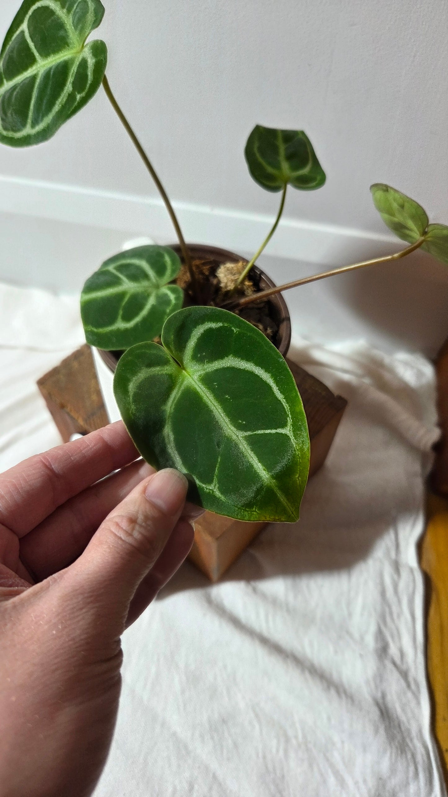 Anthurium Domino Hybrid "format MOYEN" (ANT-658)