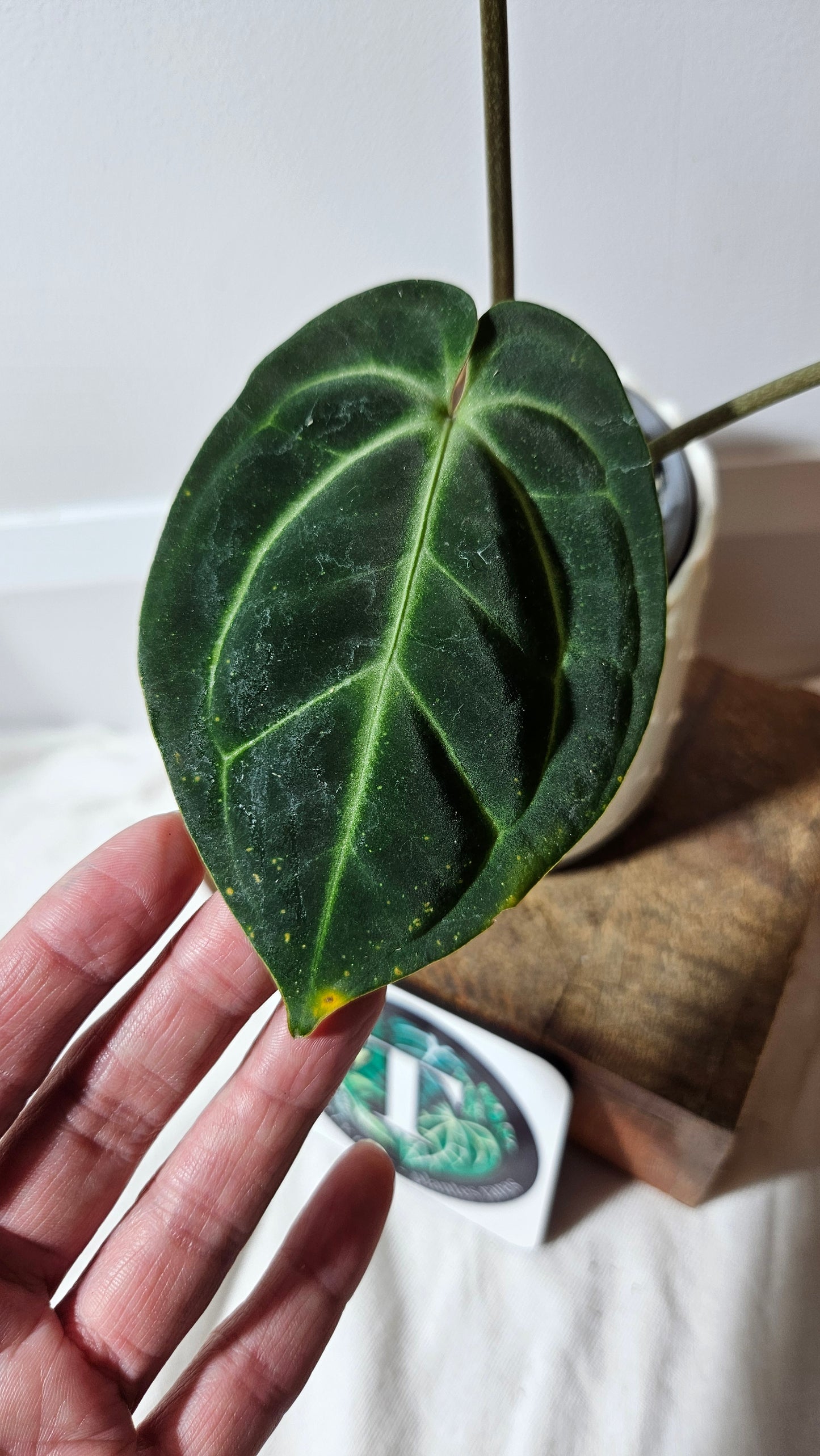 Anthurium Besseae Aff Super Dark "Format MOYEN" (ANT-206)