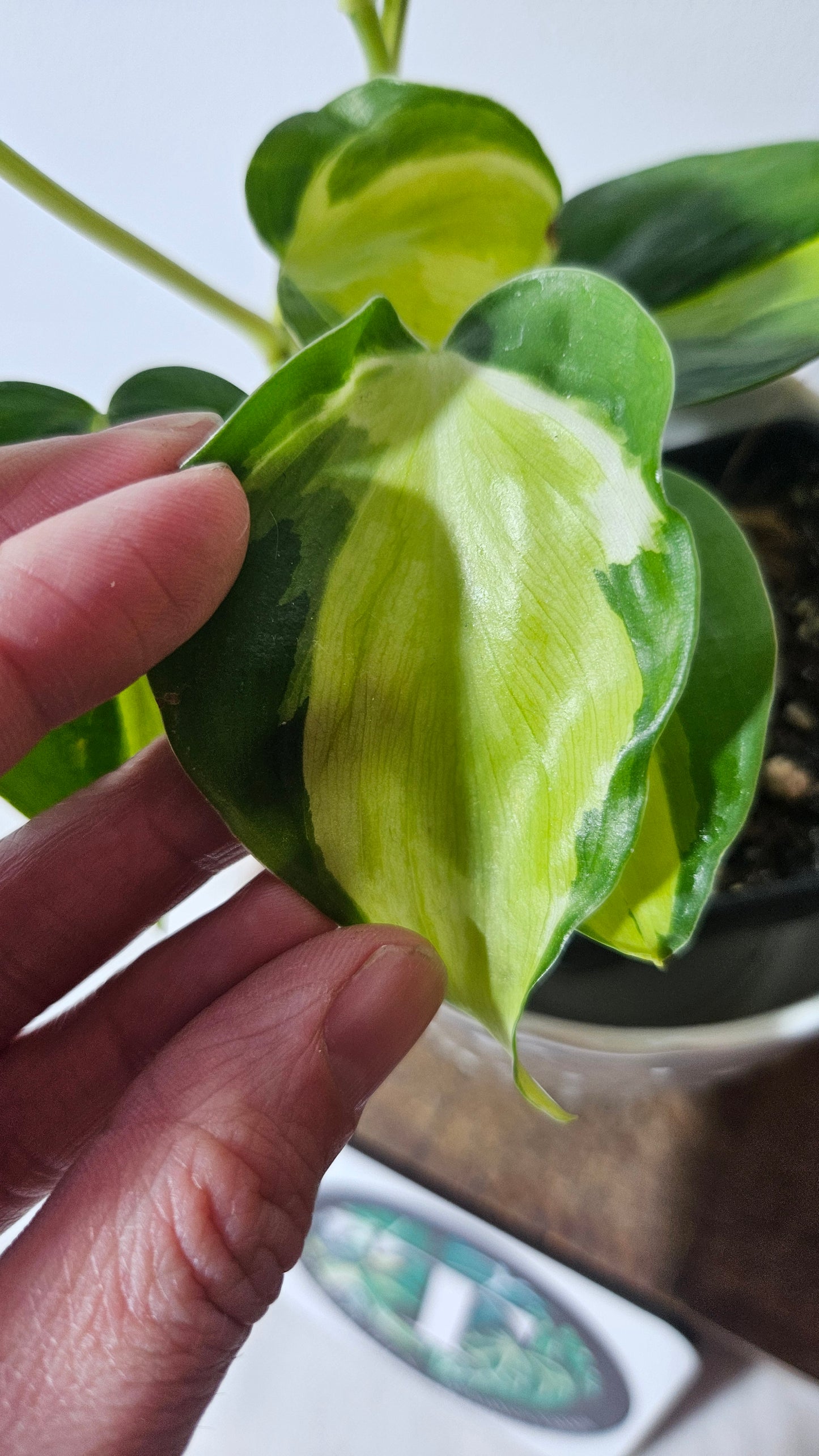 Philodendron Hederaceum Cream Splash (PHI-729)