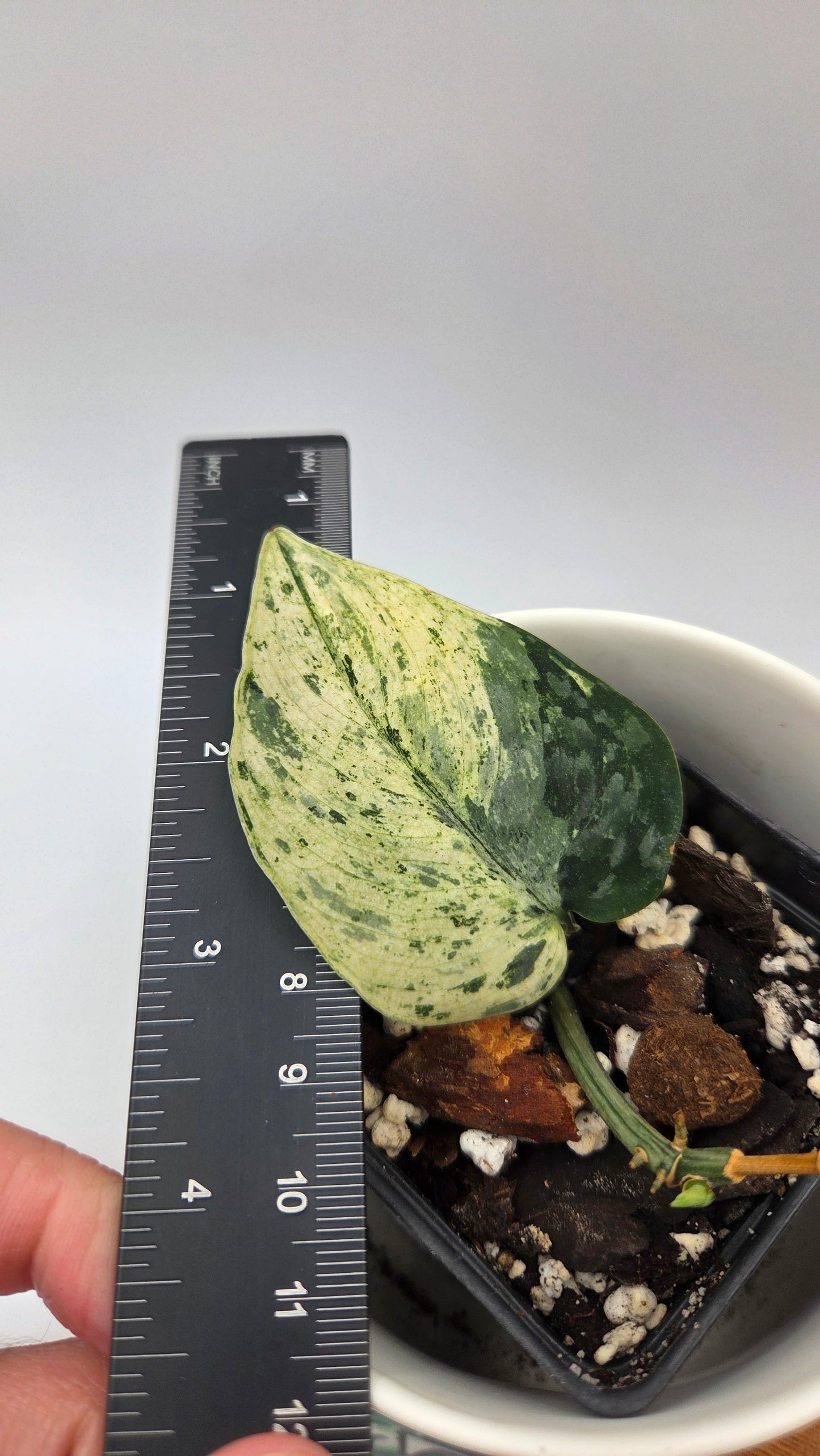 Scindapsus Silver Cloud mutation (SCI-1088)