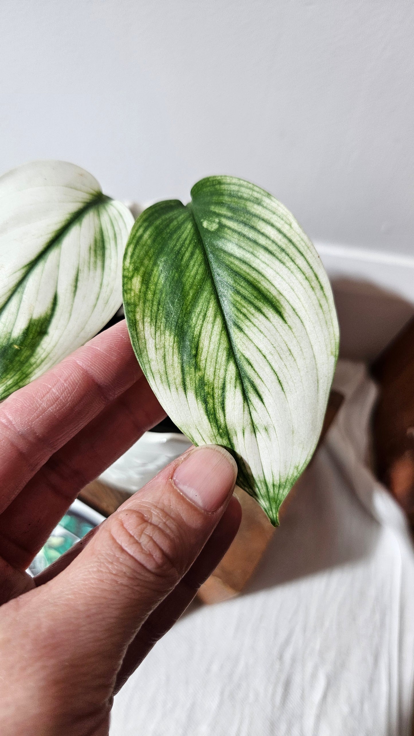 Scindapsus White Monster (SCI-995)