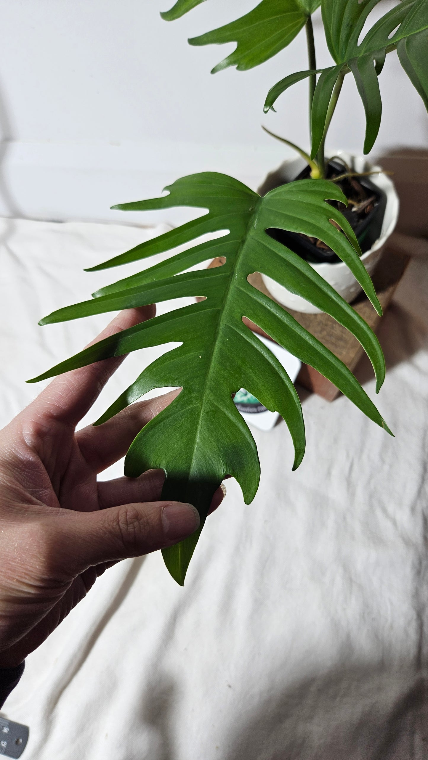 Philodendron Florida Beauty X Tortum REVERT(PHI-663)