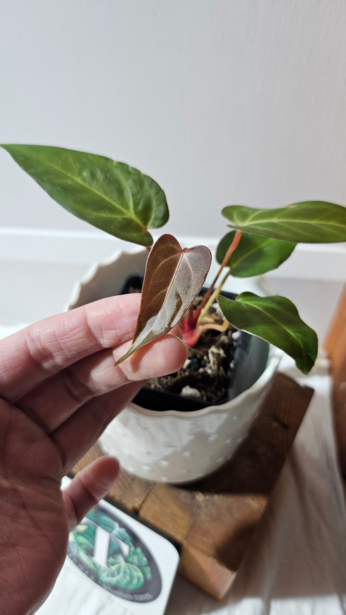 Anthurium Papillilaminum Red Stem  "format PETIT" (ANT-592)