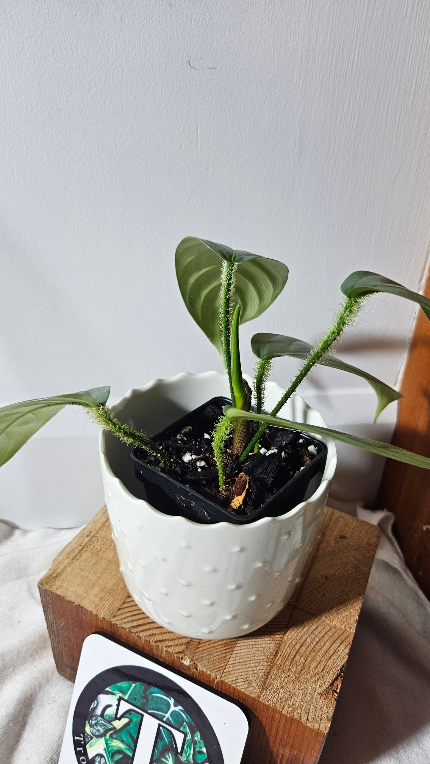 Philodendron Genevievianum Platinum(PHI-673)