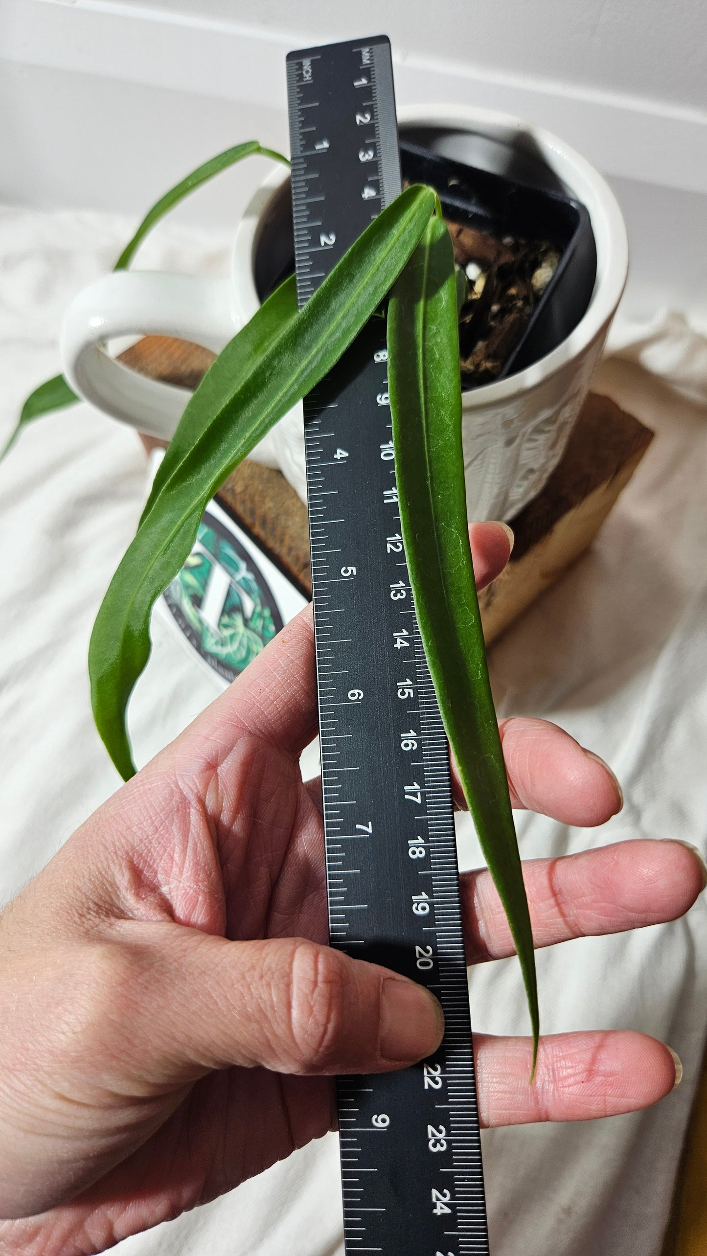 Anthurium Pallidiflorum Super Narrow "format PETIT"(ANT-198)