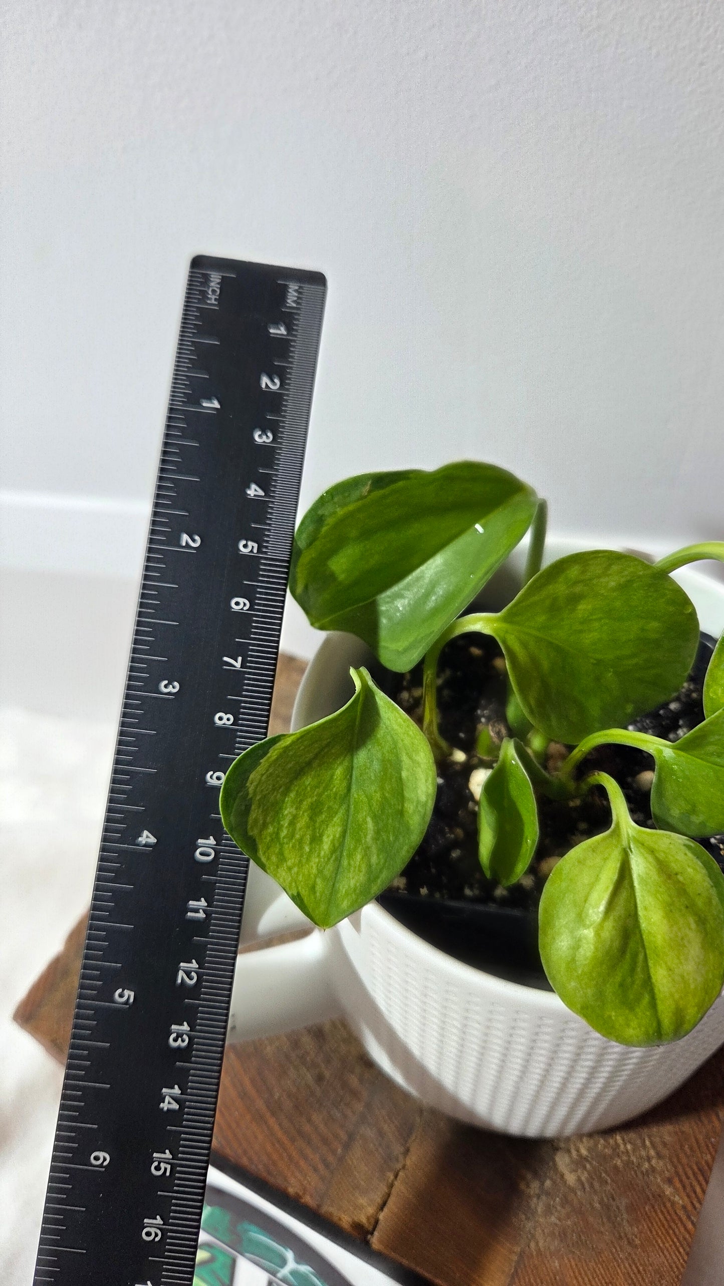 Epipremnum Aureum Manjula yellow/Olivia/Mint (EPI-235)