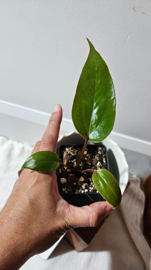 Anthurium Versicolor Aff Napo "format PETIT" (ANT-151)