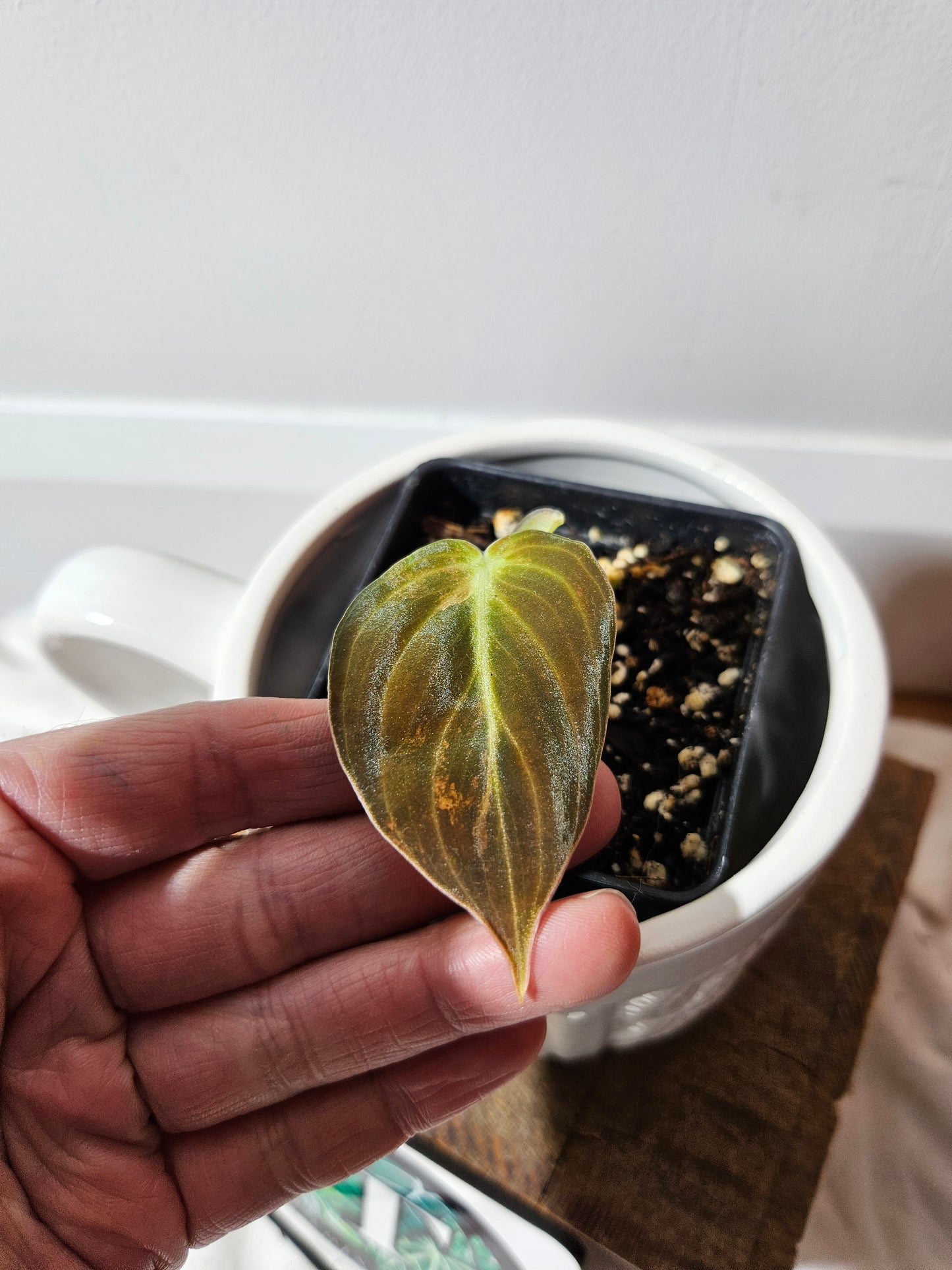 Philodendron Melanochrysum Variegata (PHI-491)