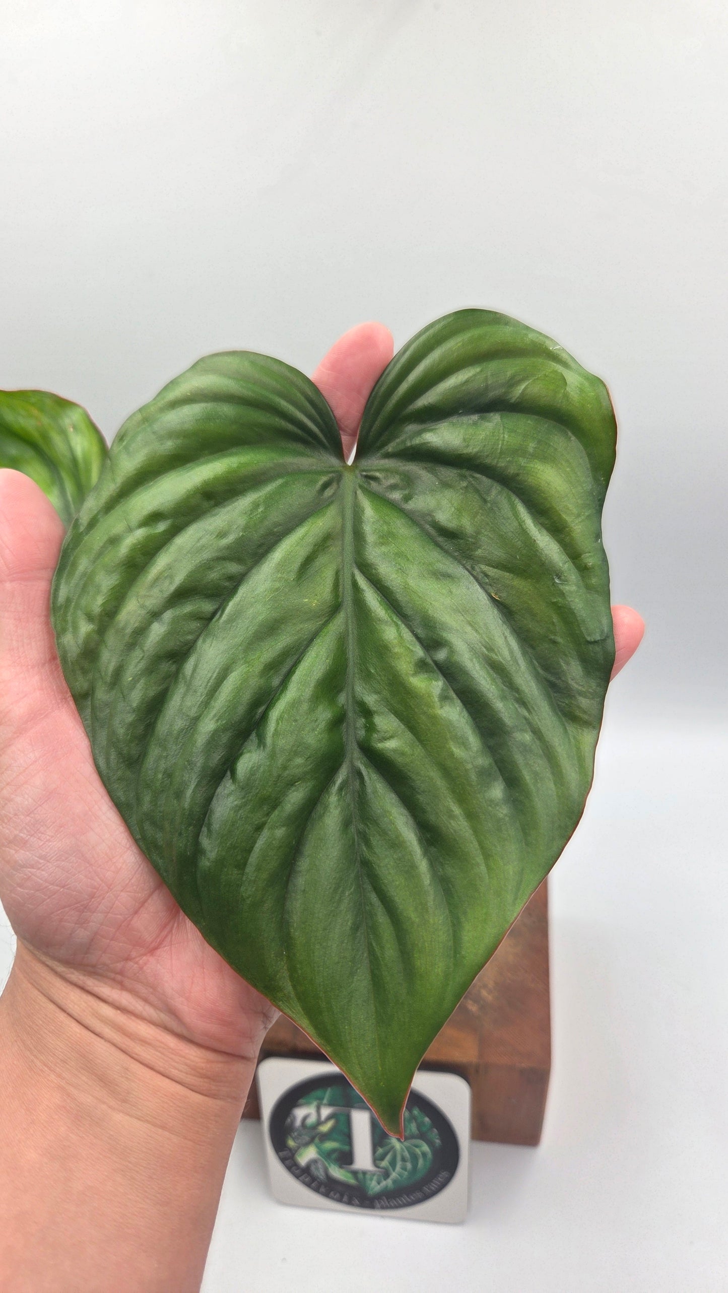 Philodendron Aff Colombia Black(PHI-638)