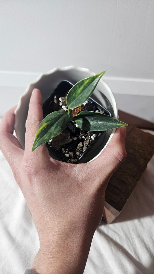 Scindapsus Coriaceus Aurea (SCI-940)