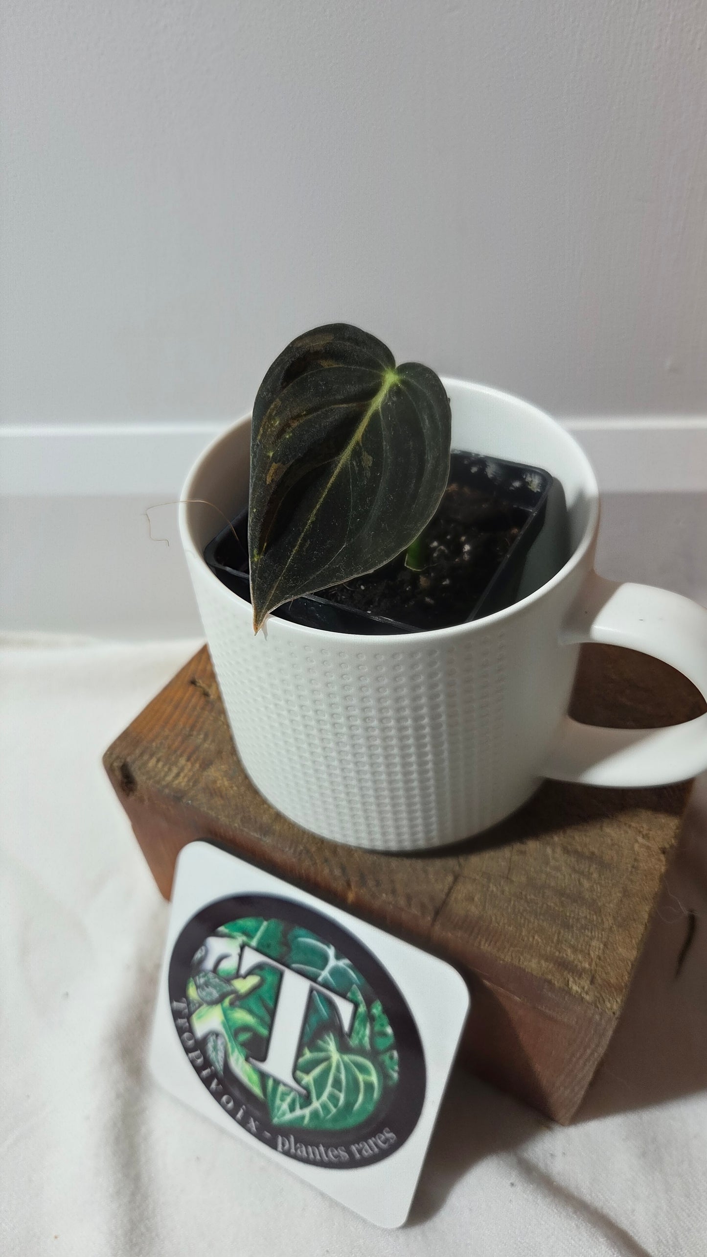 Philodendron Melanochrysum Variegata (PHI-993)