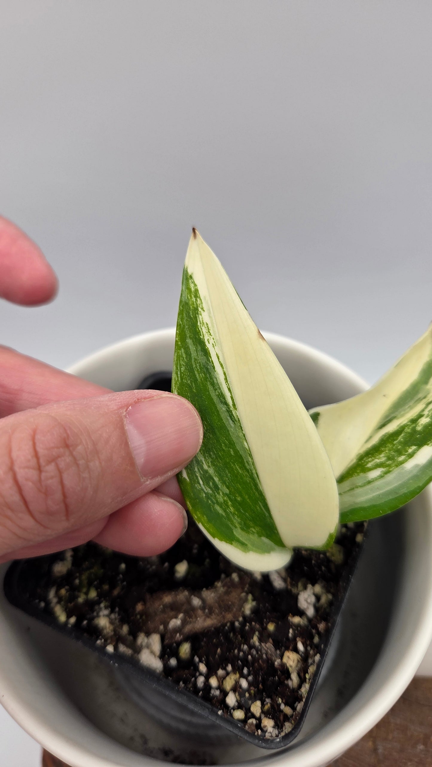 Scindapsus Moonlight Albo Narrow (SCI-907)
