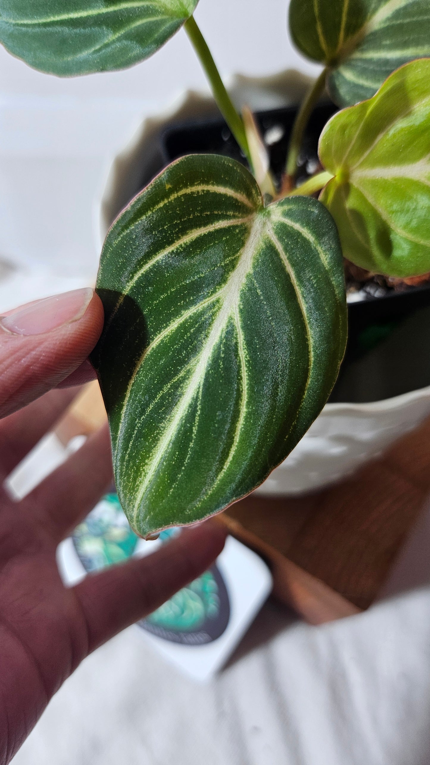 Philodendron Gloriosum Silver (PHI-669)