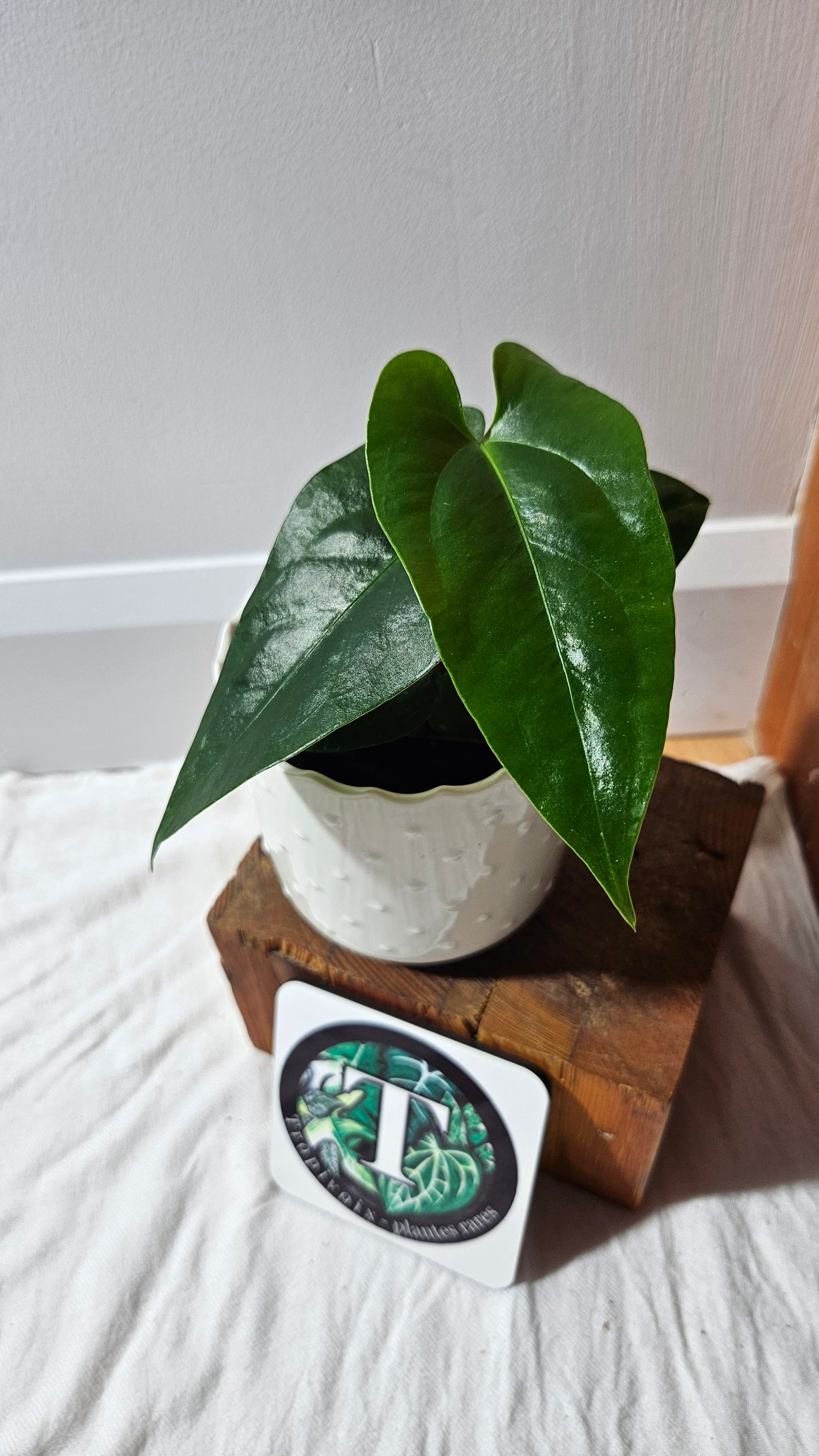 Anthurium Sagittatum Purple "format MOYEN"(ANT-617)