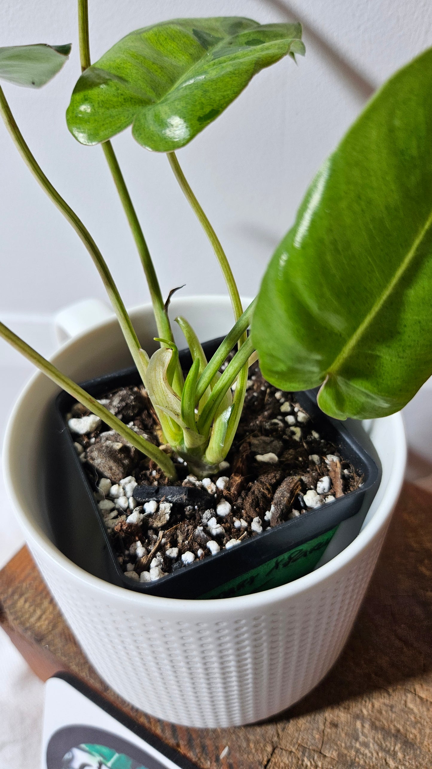 Philodendron BurleMarx Variegata  X Paraiso Verde (PHI-946)