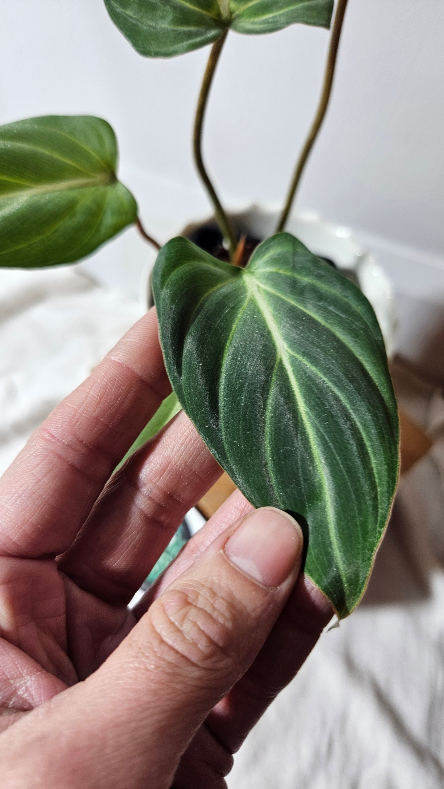 Philodendron Gloriosum Platinum (PHI-670)