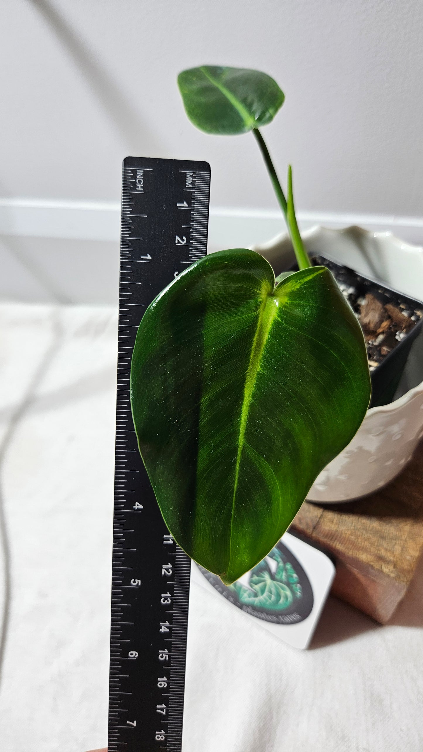 Philodendron Ilsemanii Green (PHI-527)