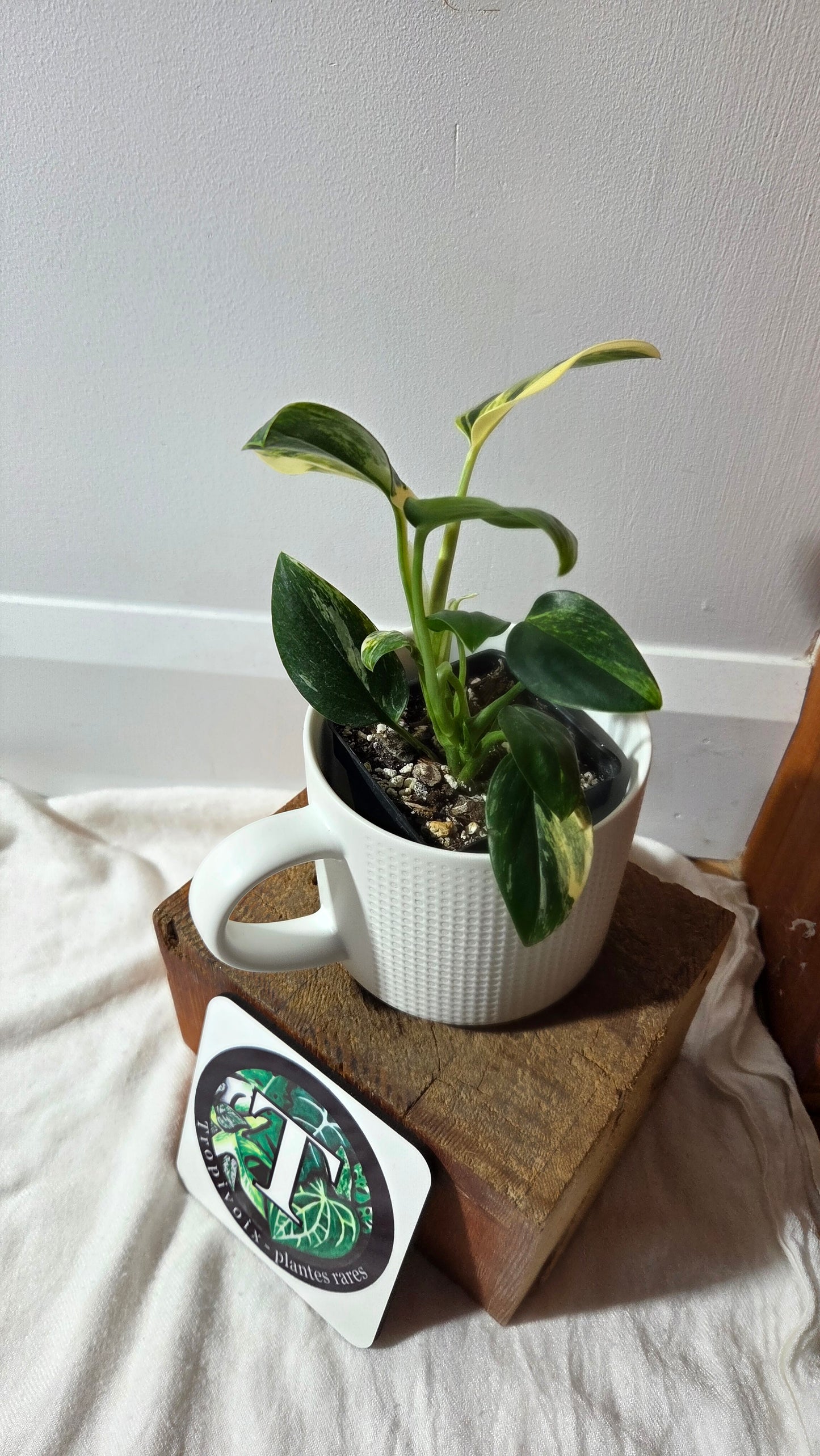 Monstera Standleyana Aurea (MON-485)