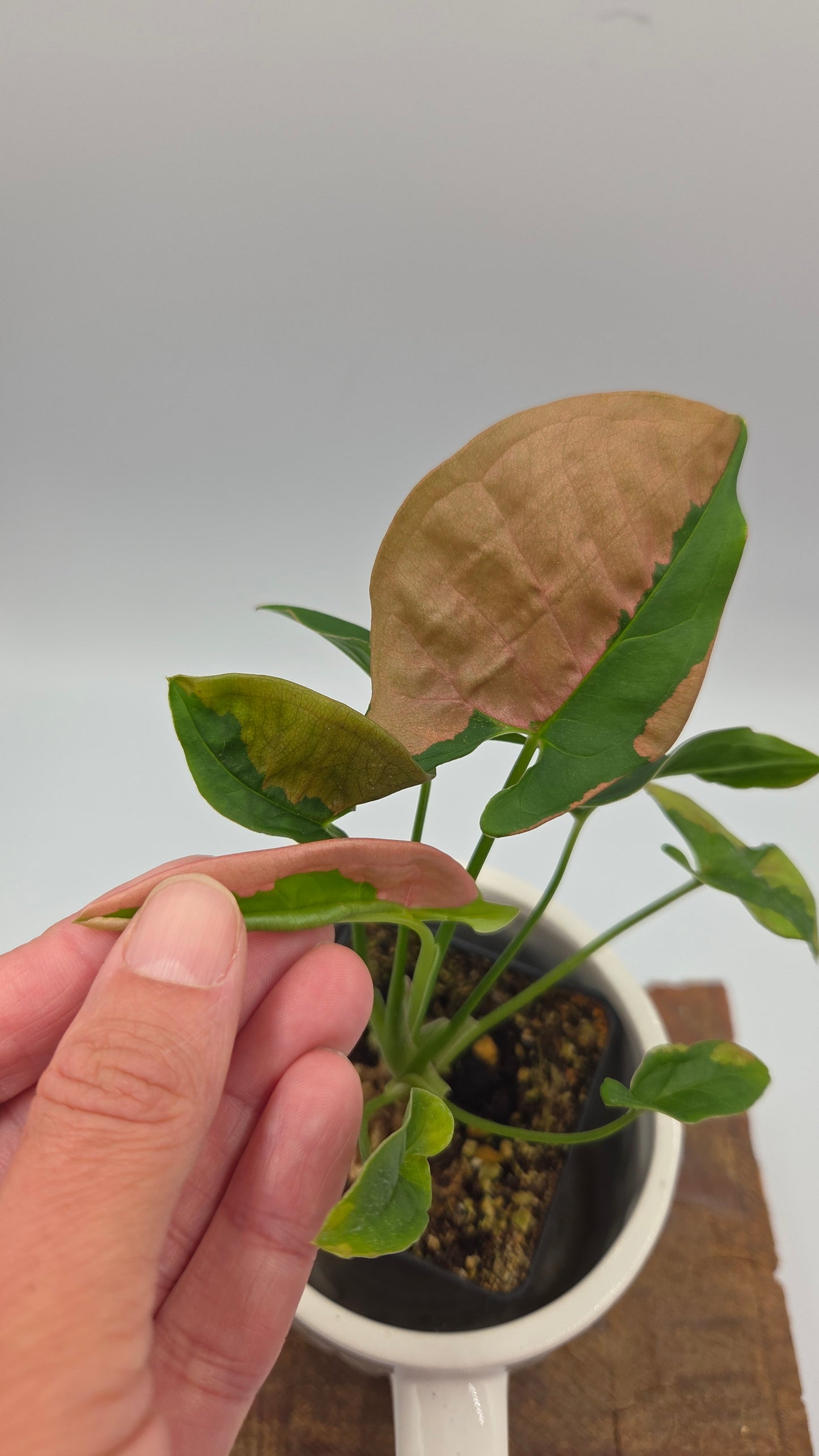 Syngonium Pink Lava (SYN-524)