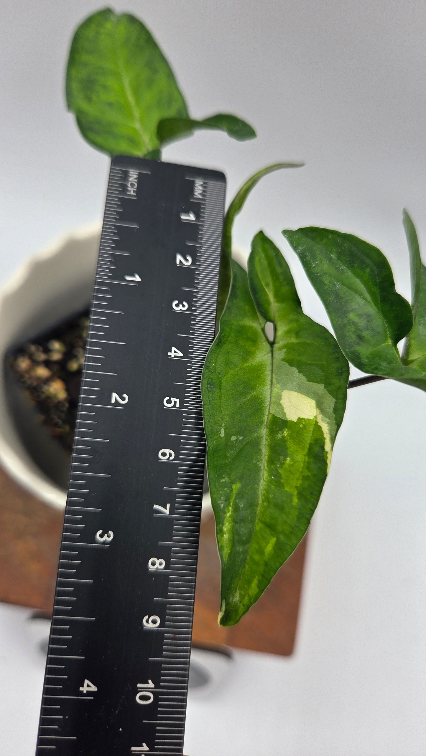 Syngonium Angustatum Albo (SYN-509)