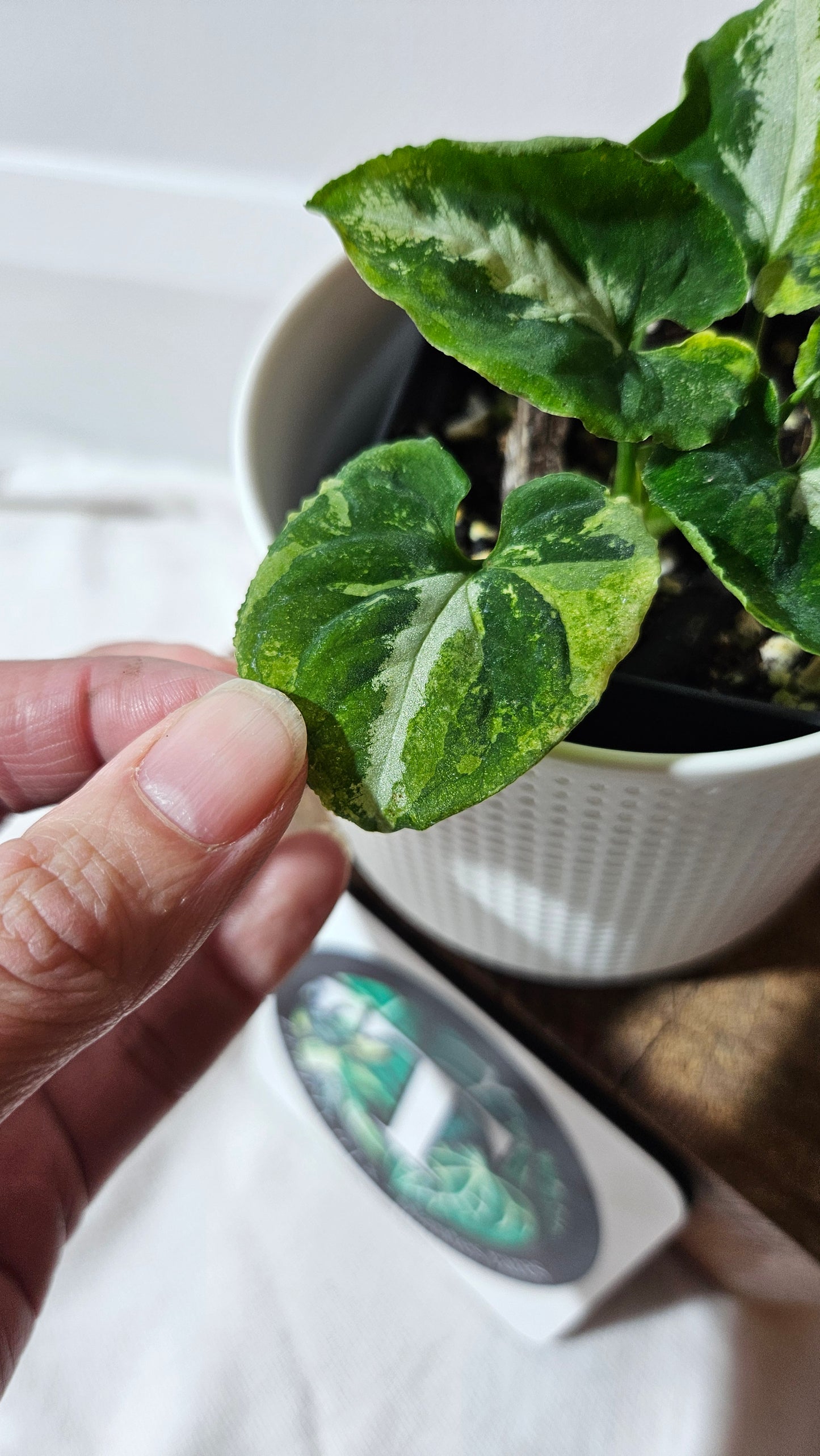 Syngonium Scrambled Eggs (SYN-477)