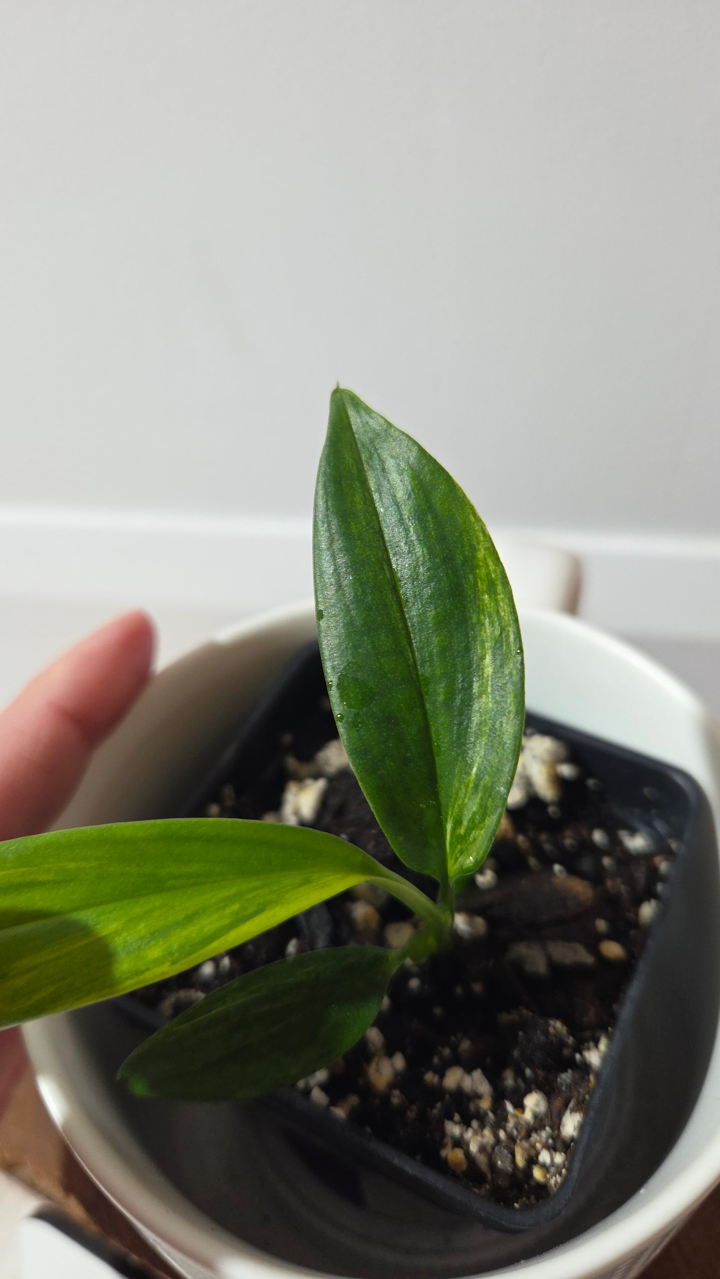 Epipremnum Amplissinum Variegata (EPI-232)