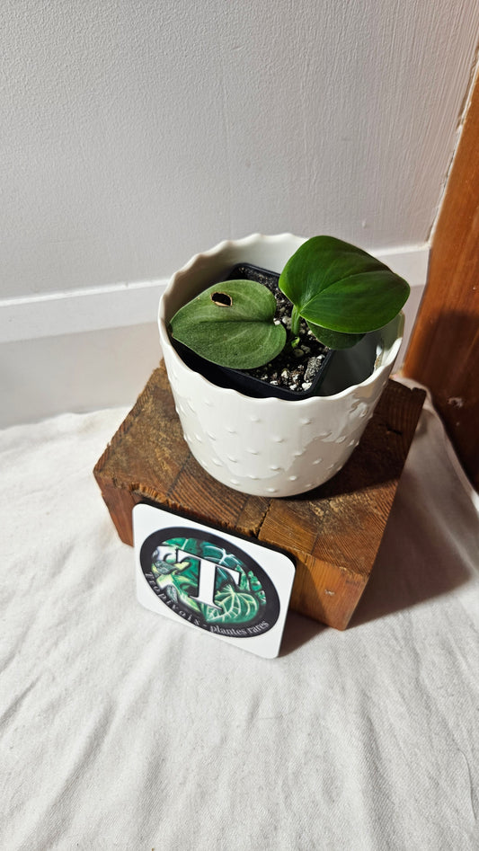 Scindapsus Moonlight Mint (SCI-746)
