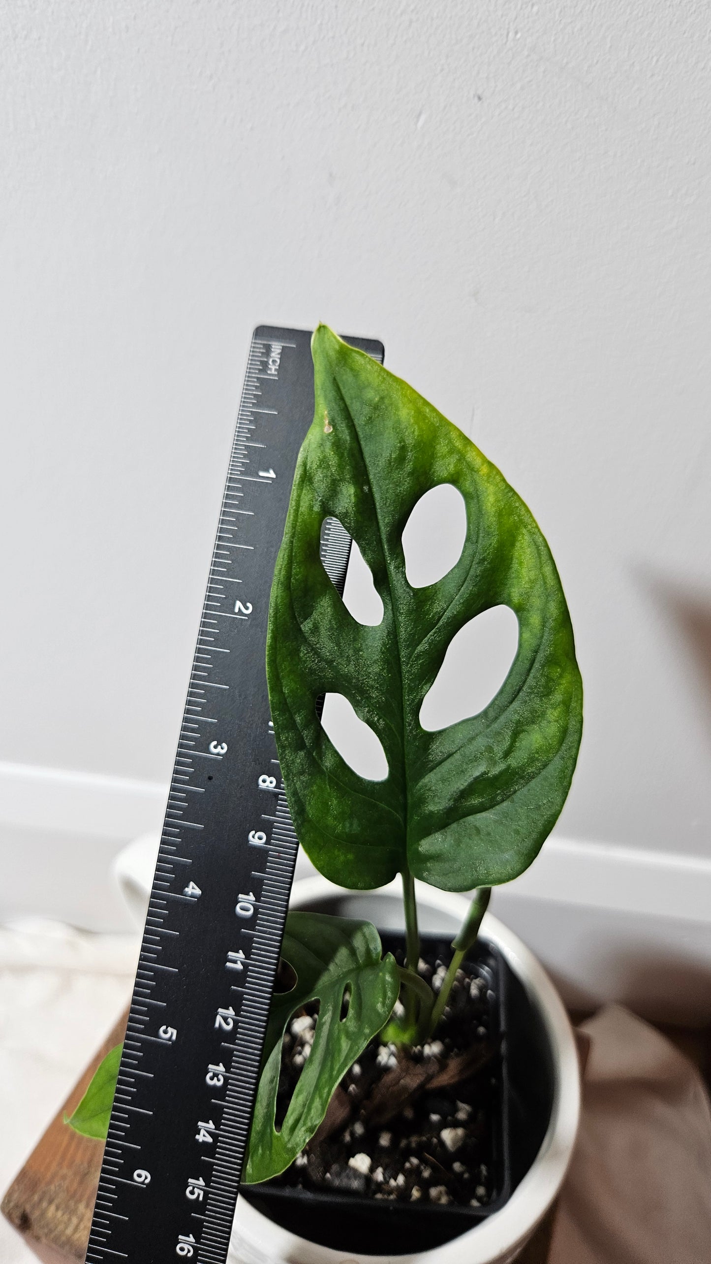 Monstera Obliqua Aff Canelos (MON-178)