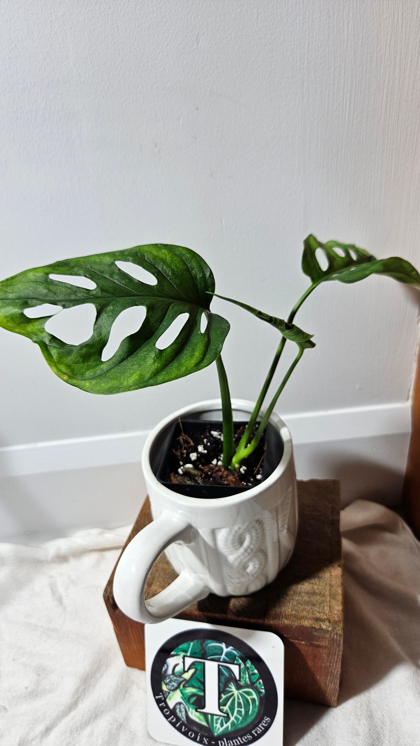 Monstera Obliqua Aff Canelos (MON-179)