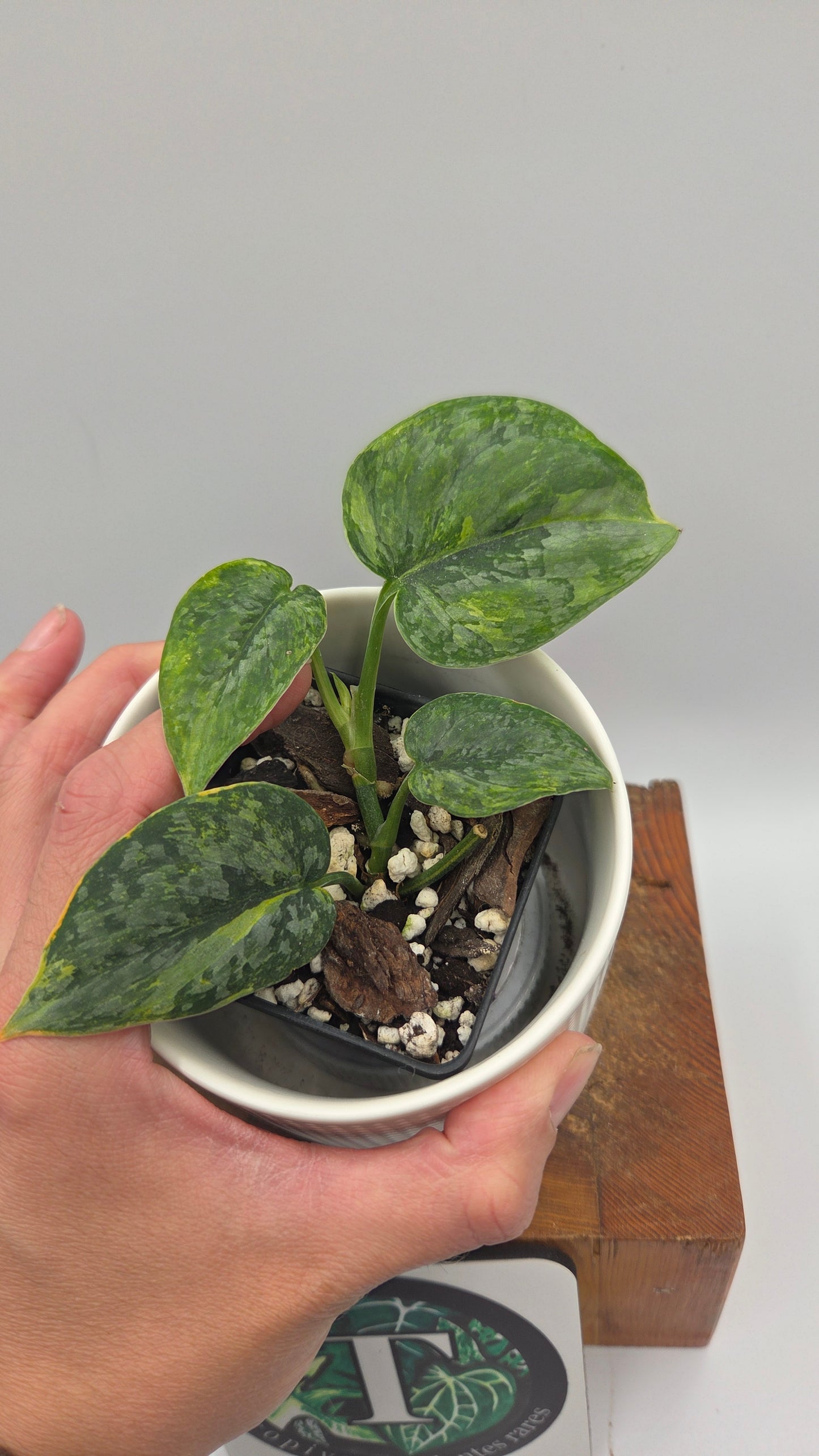 Scindapsus Tricolore Léopard Variegata(SCI-1462)