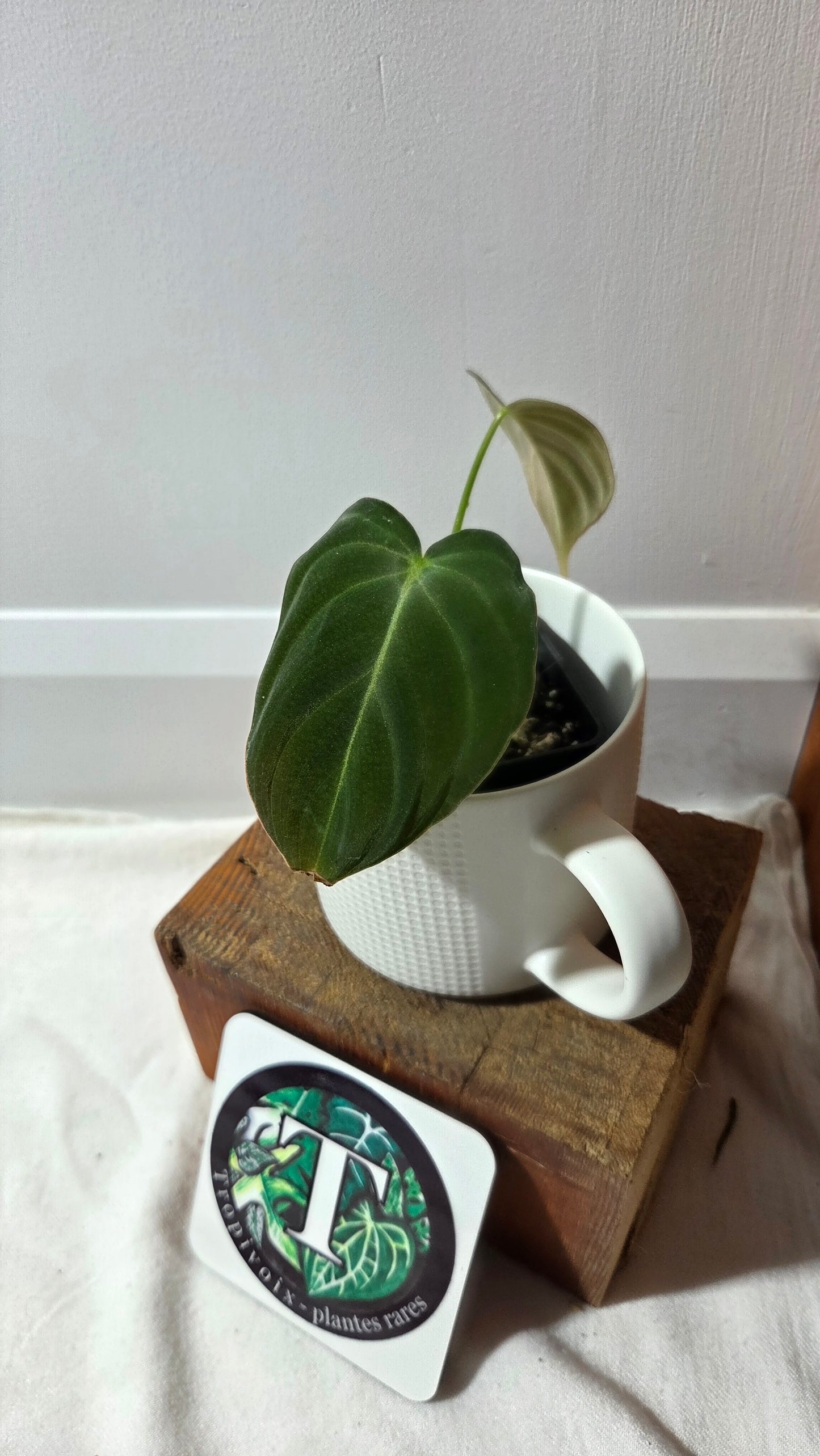 Philodendron Glorious (PHI-995)